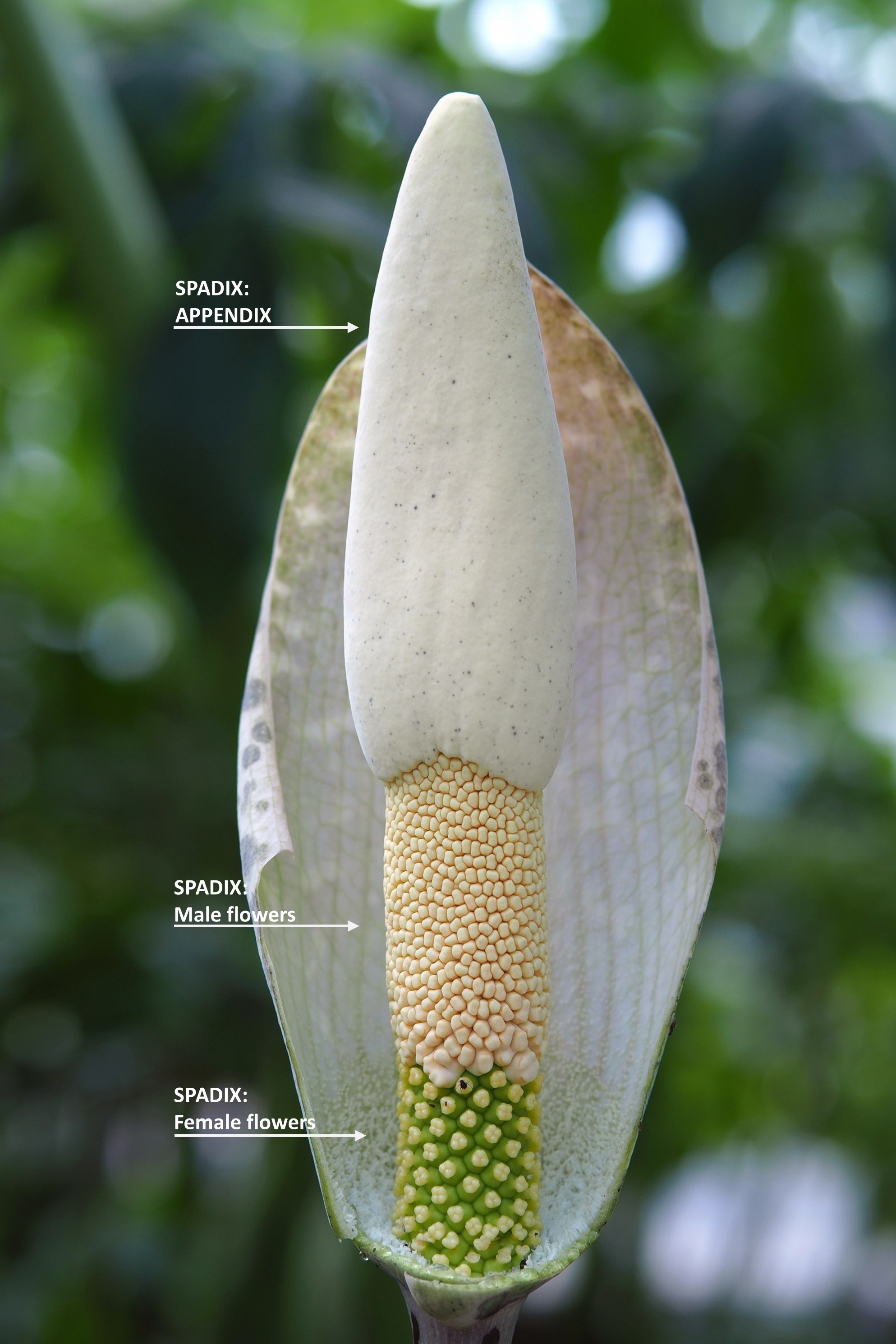 A large influorescence shows a phallus like structure the spadix. It is a cylindrical object with a three sections - male flowers, female flowers, and scent emitting appendix