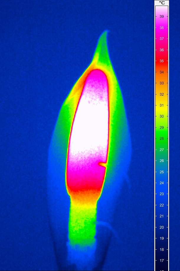 An inflorescence under a thermal camera shows plant heating.
