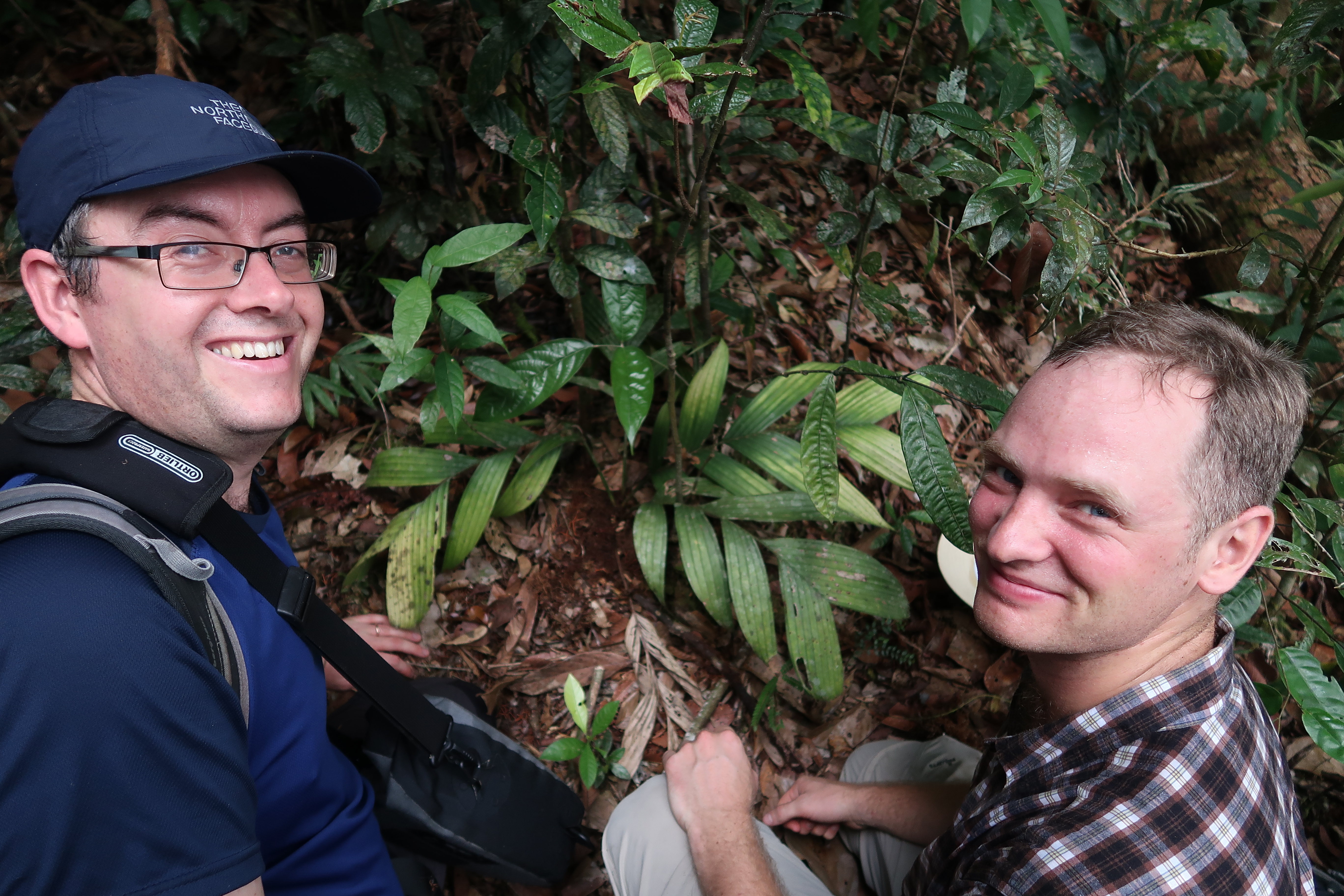 Two researchers sit next to a palm plant nestled into the soil. The exposed underground area shows fruit.