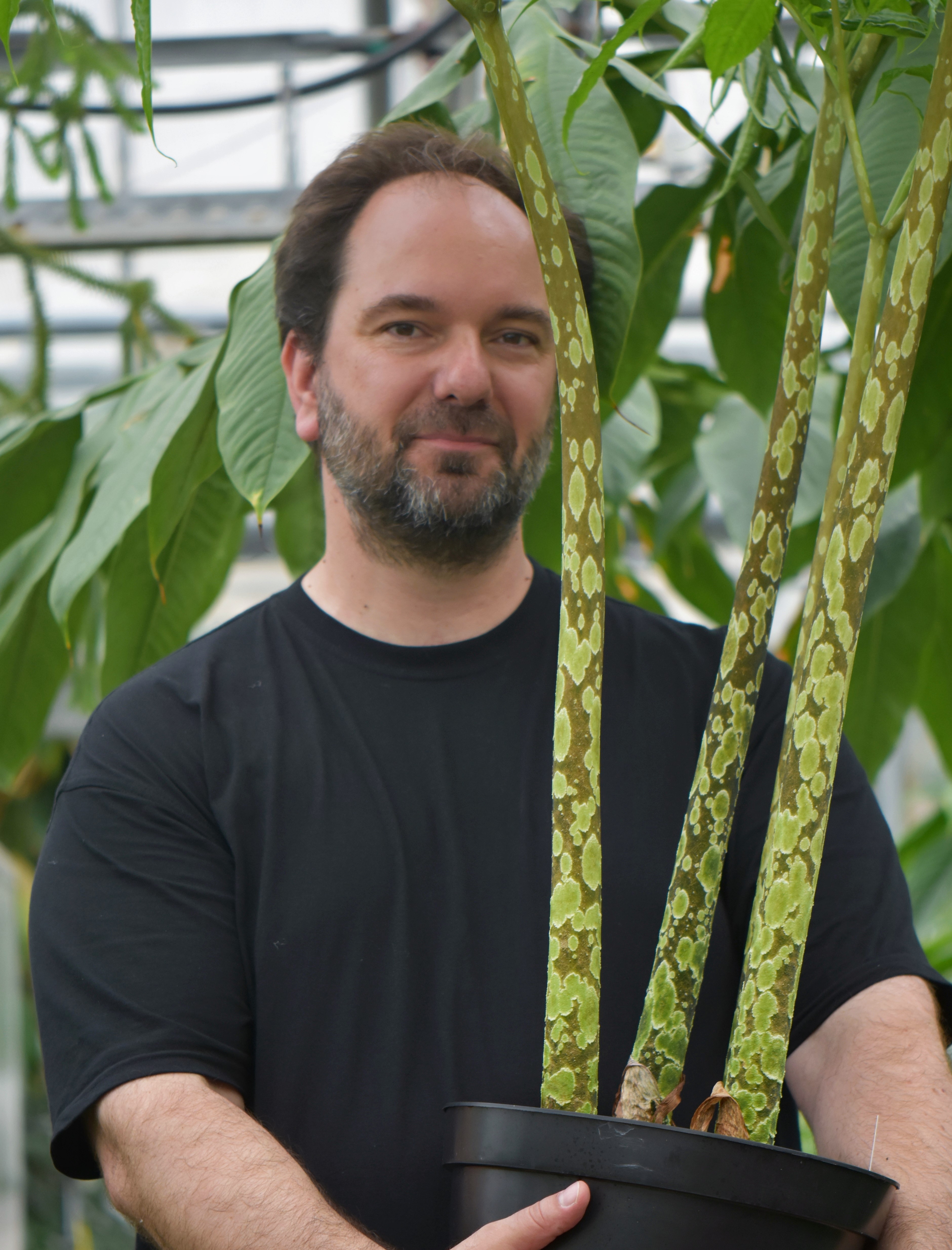A researcher holds a pot containing an enormous tree-like plant