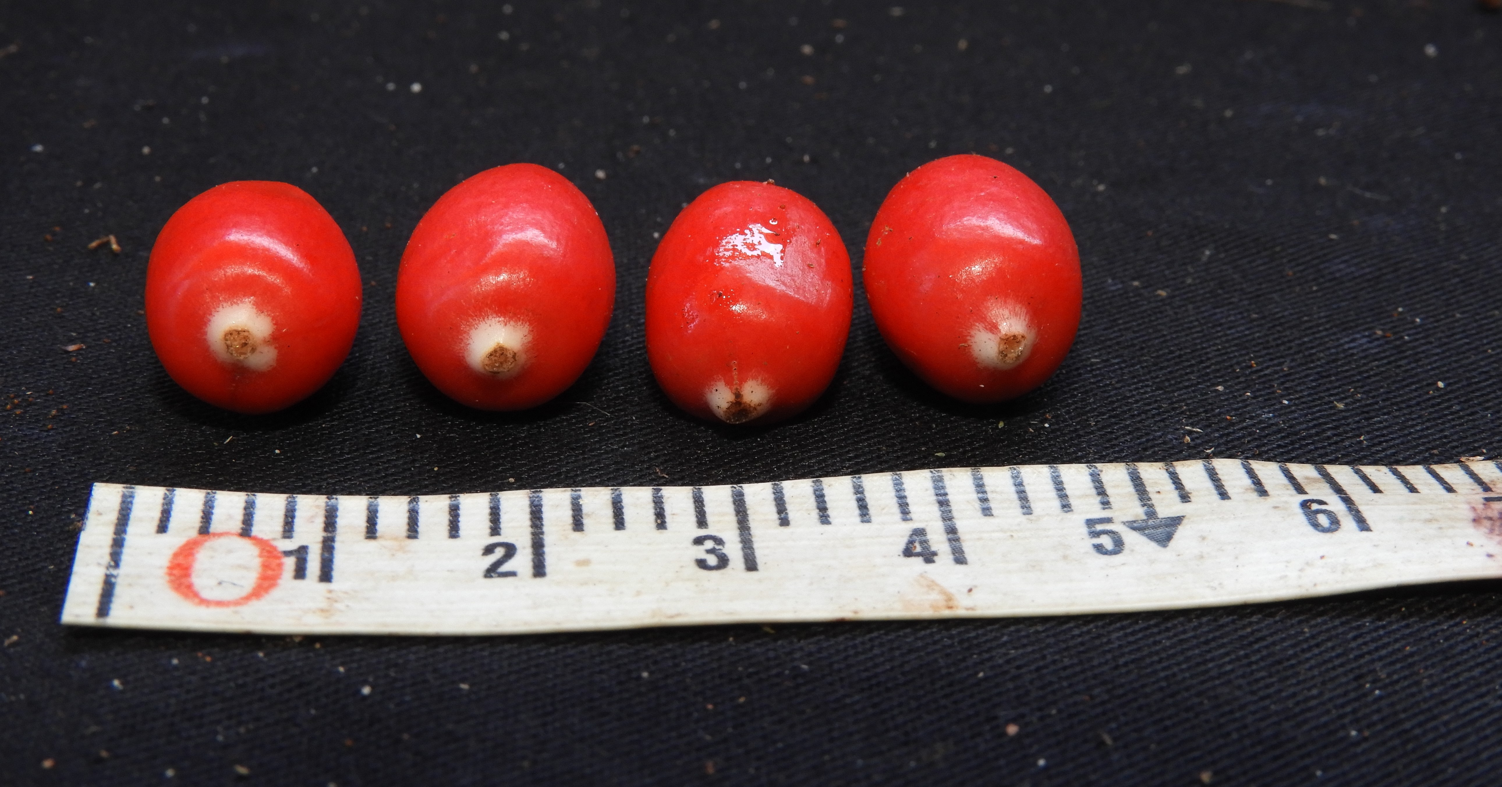 Red fruits about a centimetre in size are lined up for examination