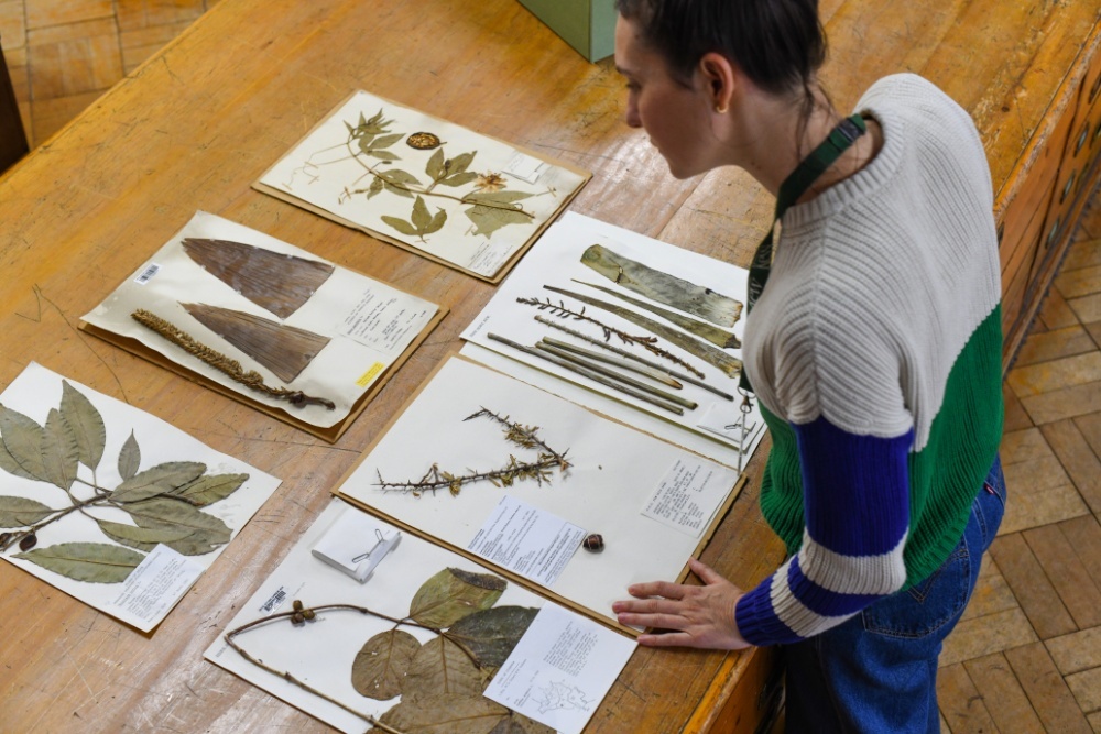 Person looks at plant specimens that on a table in Kew's Herbarium.