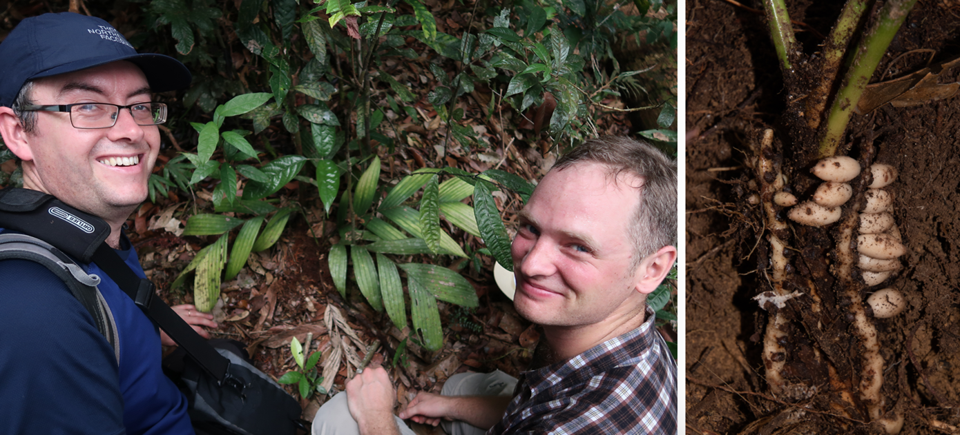 Left image: two white male scientists pose with a green plant in a forest. Right image: plant in soil with exposed white roots, bulbs and small white flower amongst the roots 