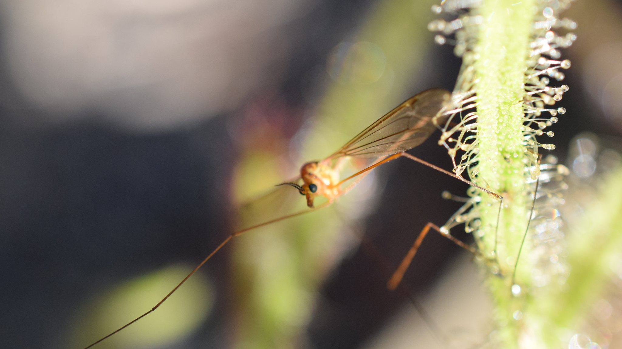Close up of a crane fly caught by a sticky sundew leaf