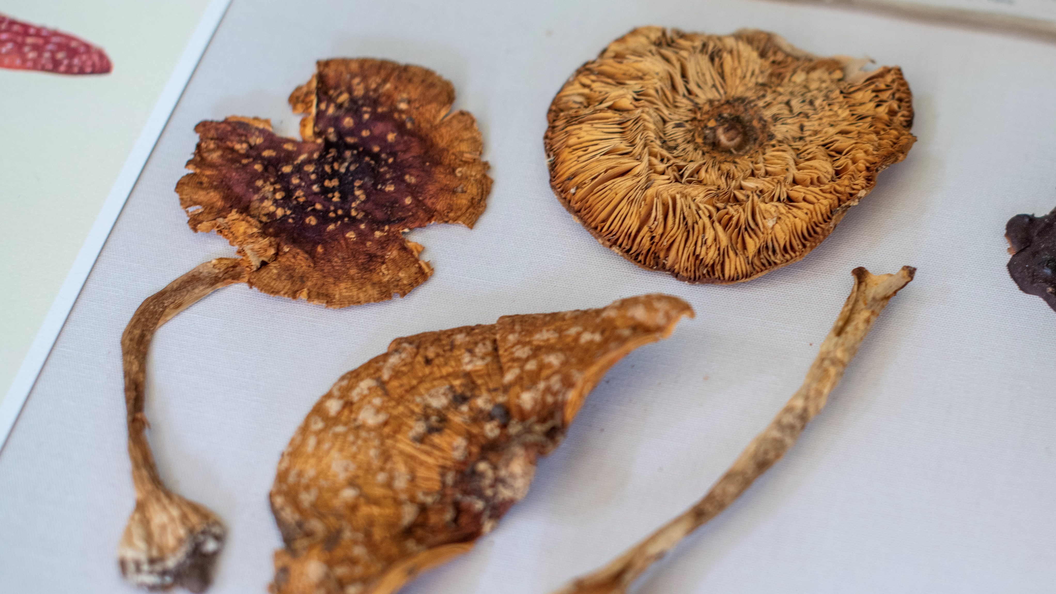 Dried mushrooms on a white background; white spots are visible on one mushroom cap