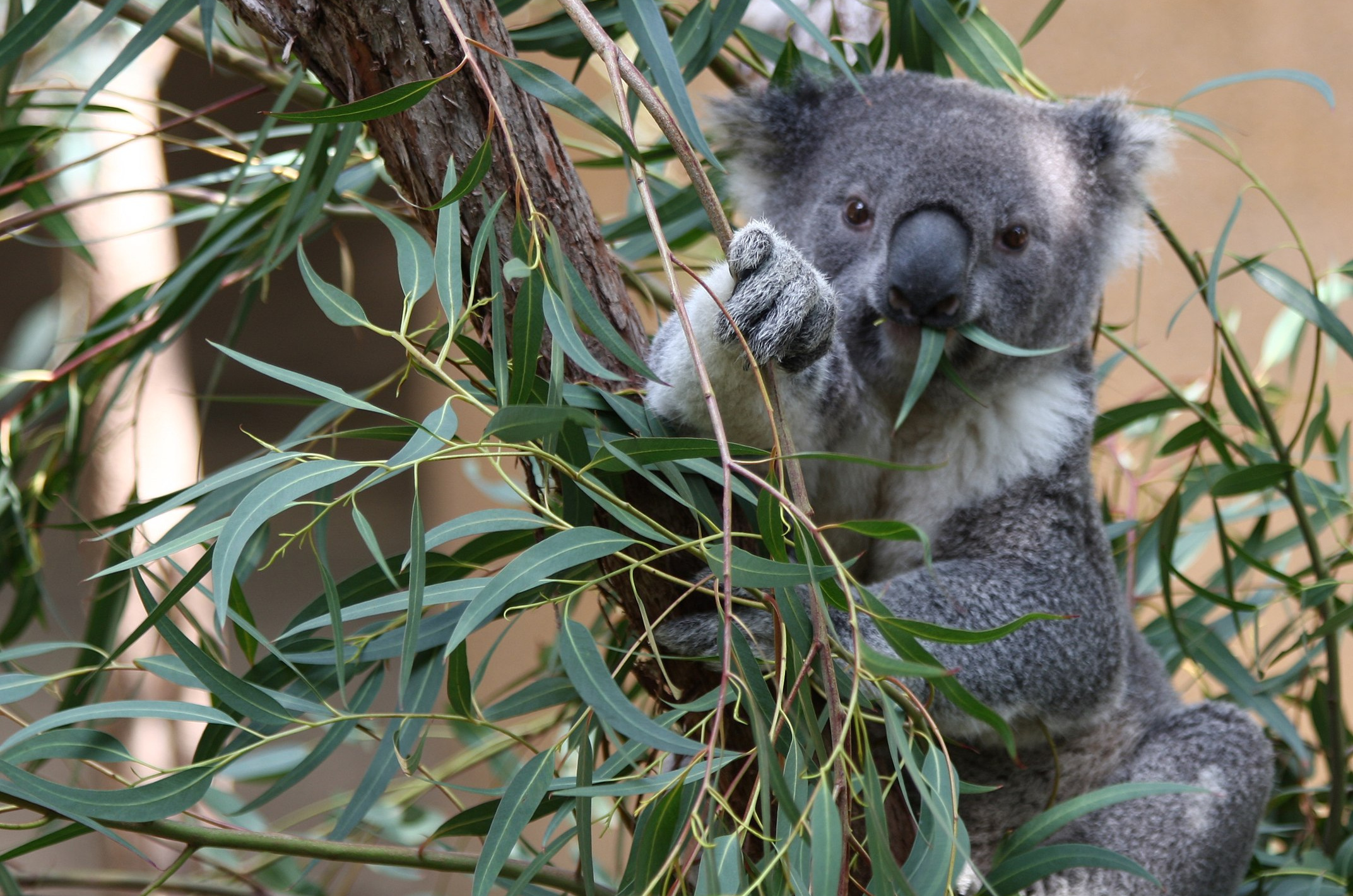Fluffy koala sitting in a tree with a leaf in its mouth