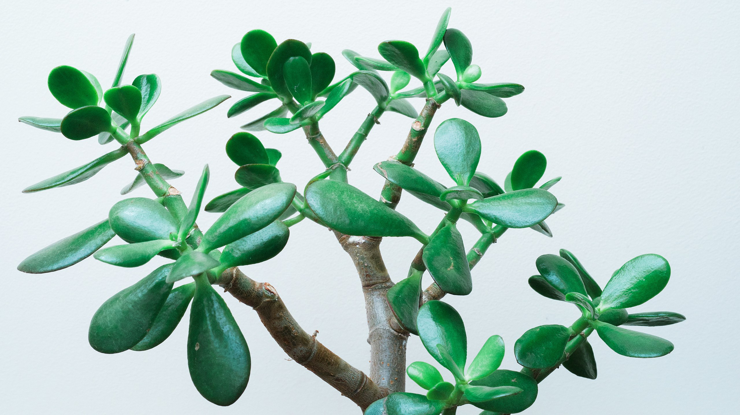 Leaves and woody stalks of a jade plant against white background