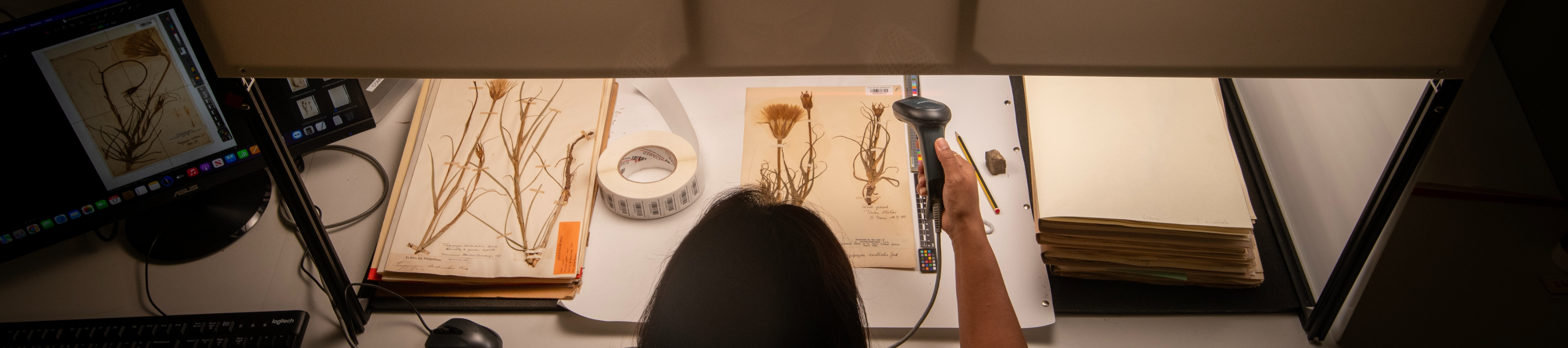 Digitiser holding barcoder to digitise specimen as part of Kew's Digitisation Project