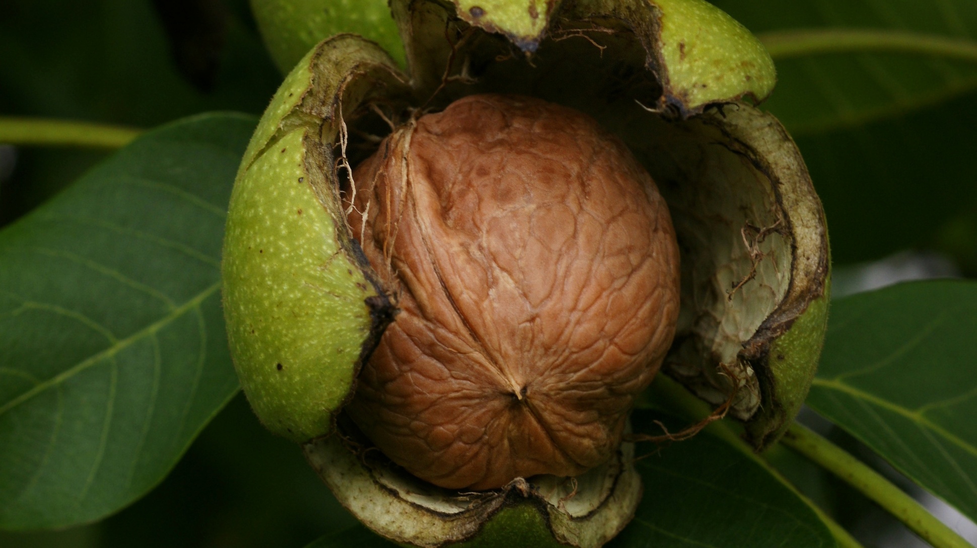 A brown wrinkled walnut inside a green fruit surrounded by leaves