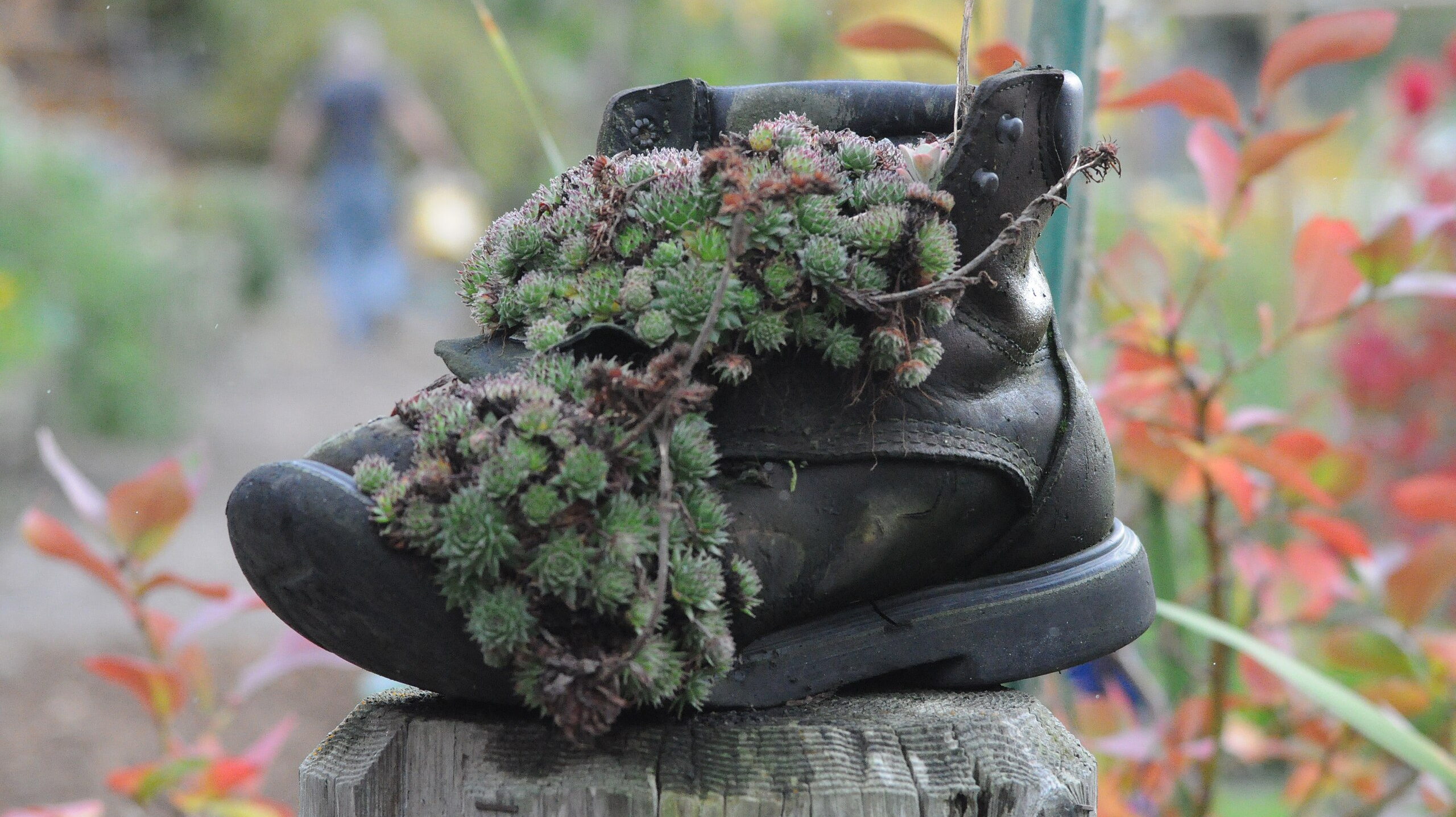 Collection of small trailing succulent plants in an old black boot 