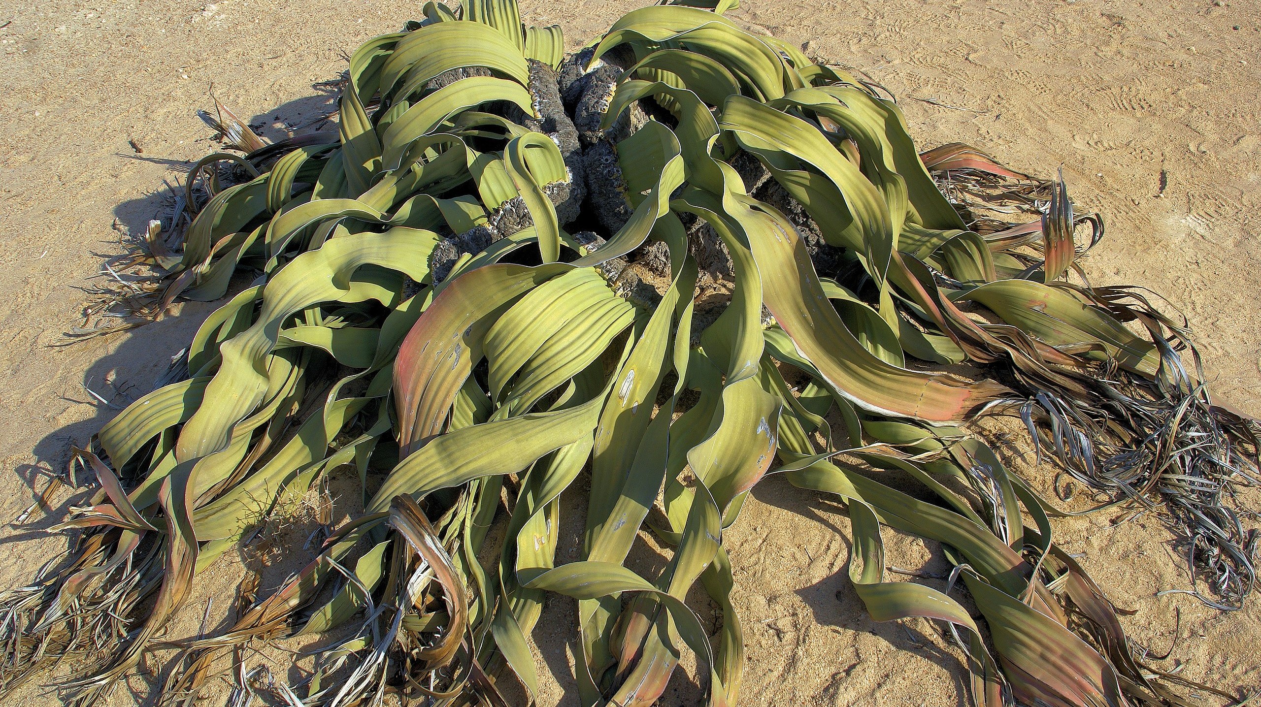 Straggly green plant with long curly leaves in a sandy desert