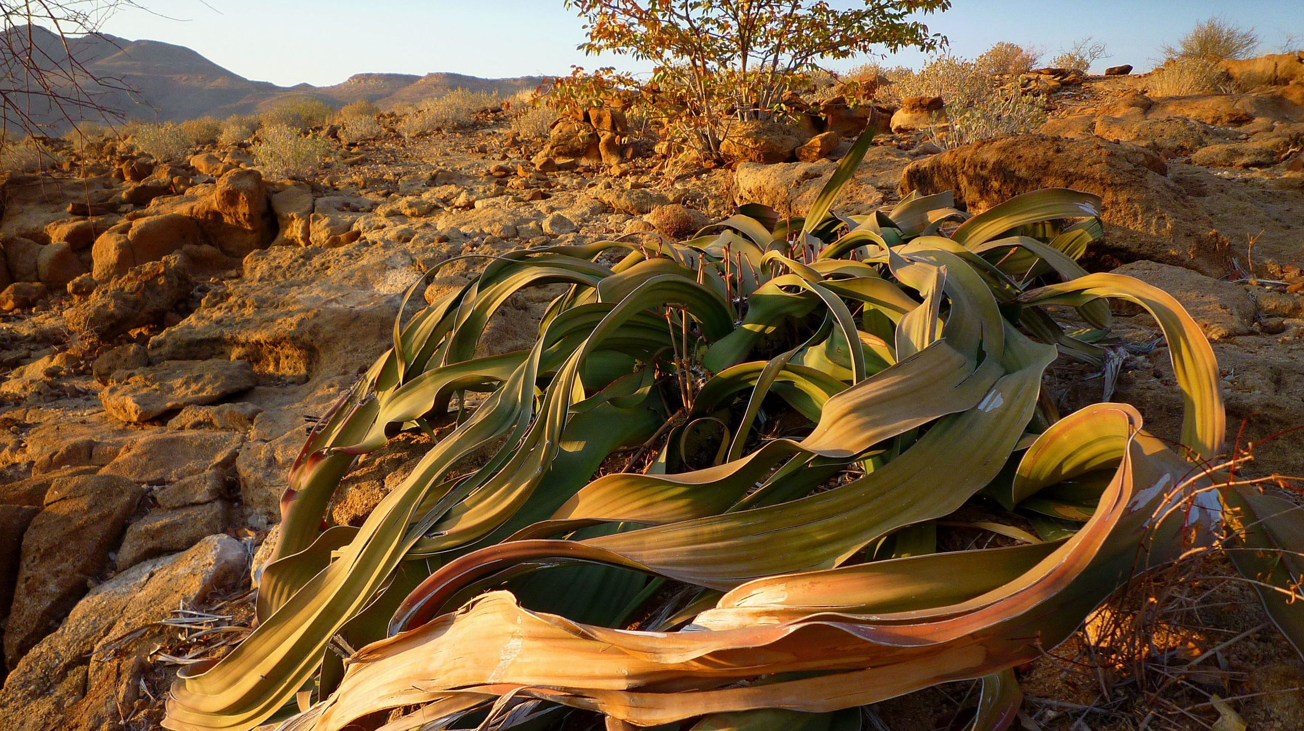A plant made up of long dry leaves straggled along the ground, in a scrubby desert at dawn