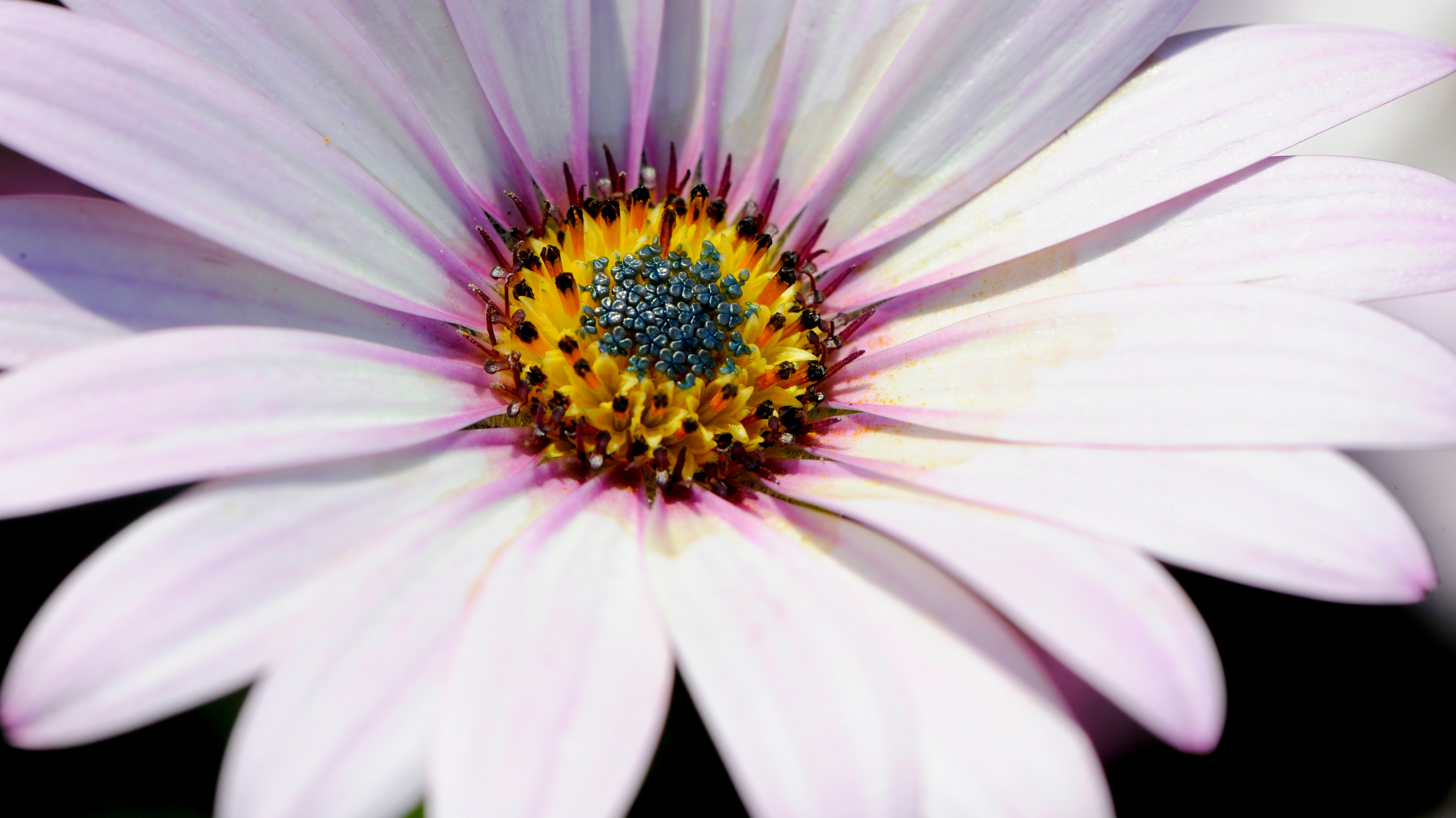 Close up of white daisy with purple colouring at centre