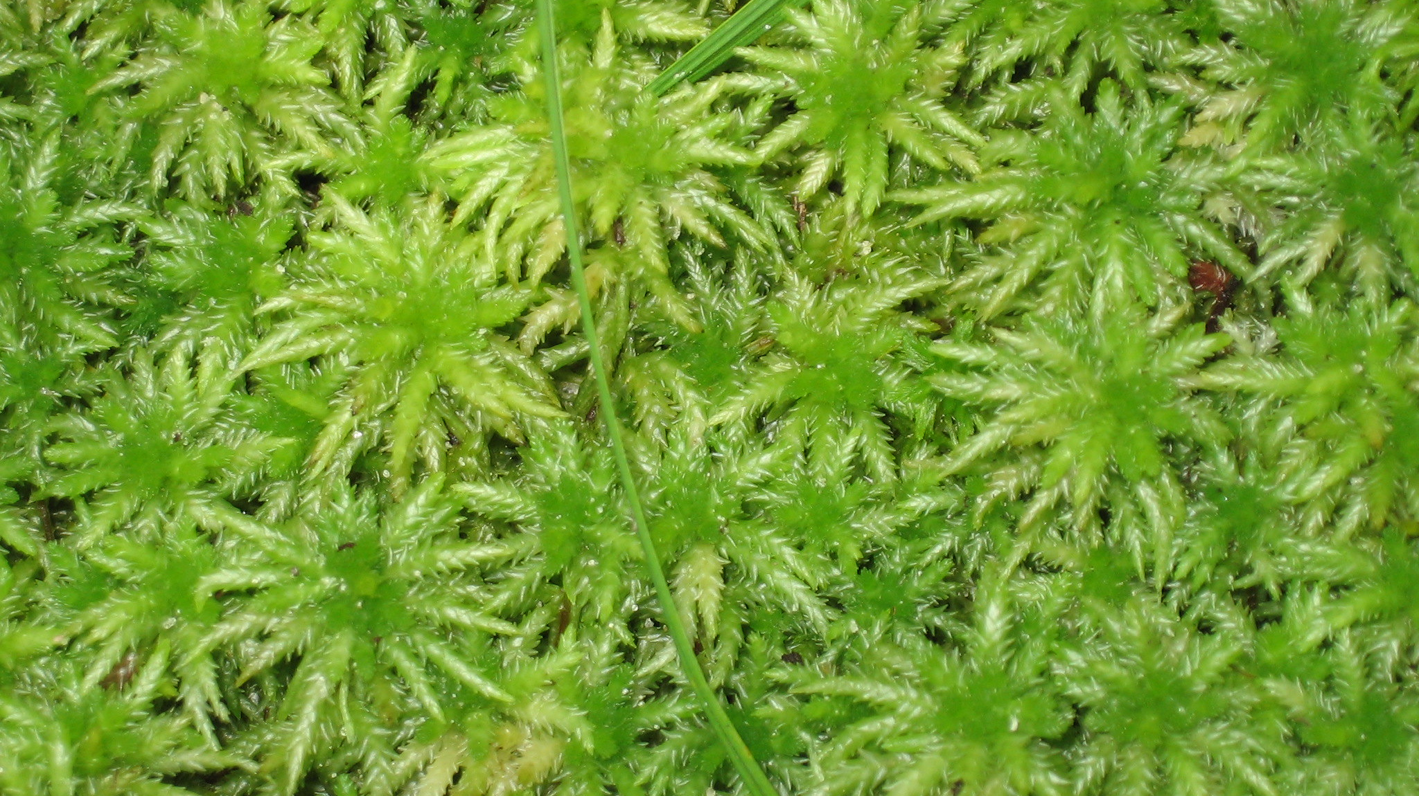 Close up of green sphagnum moss