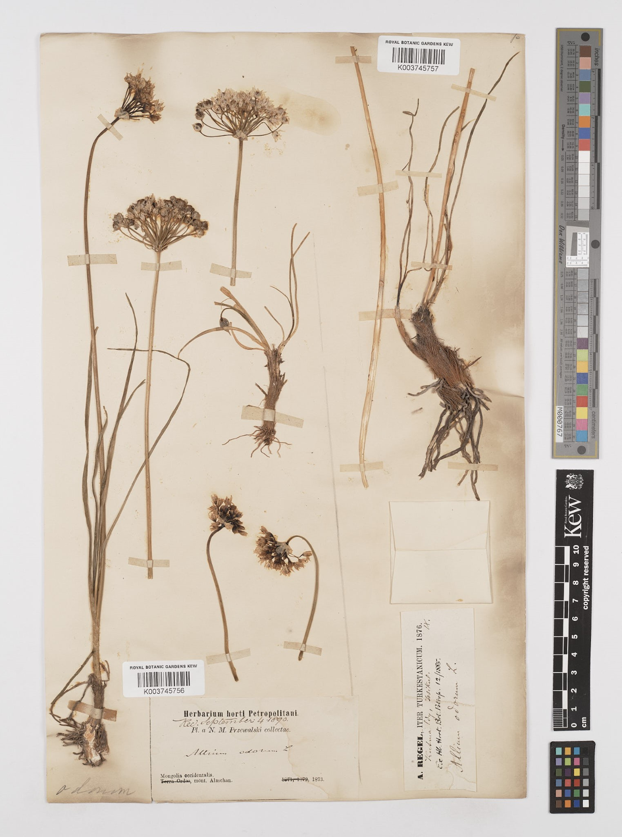 Herbarium specimen Allium ramosum