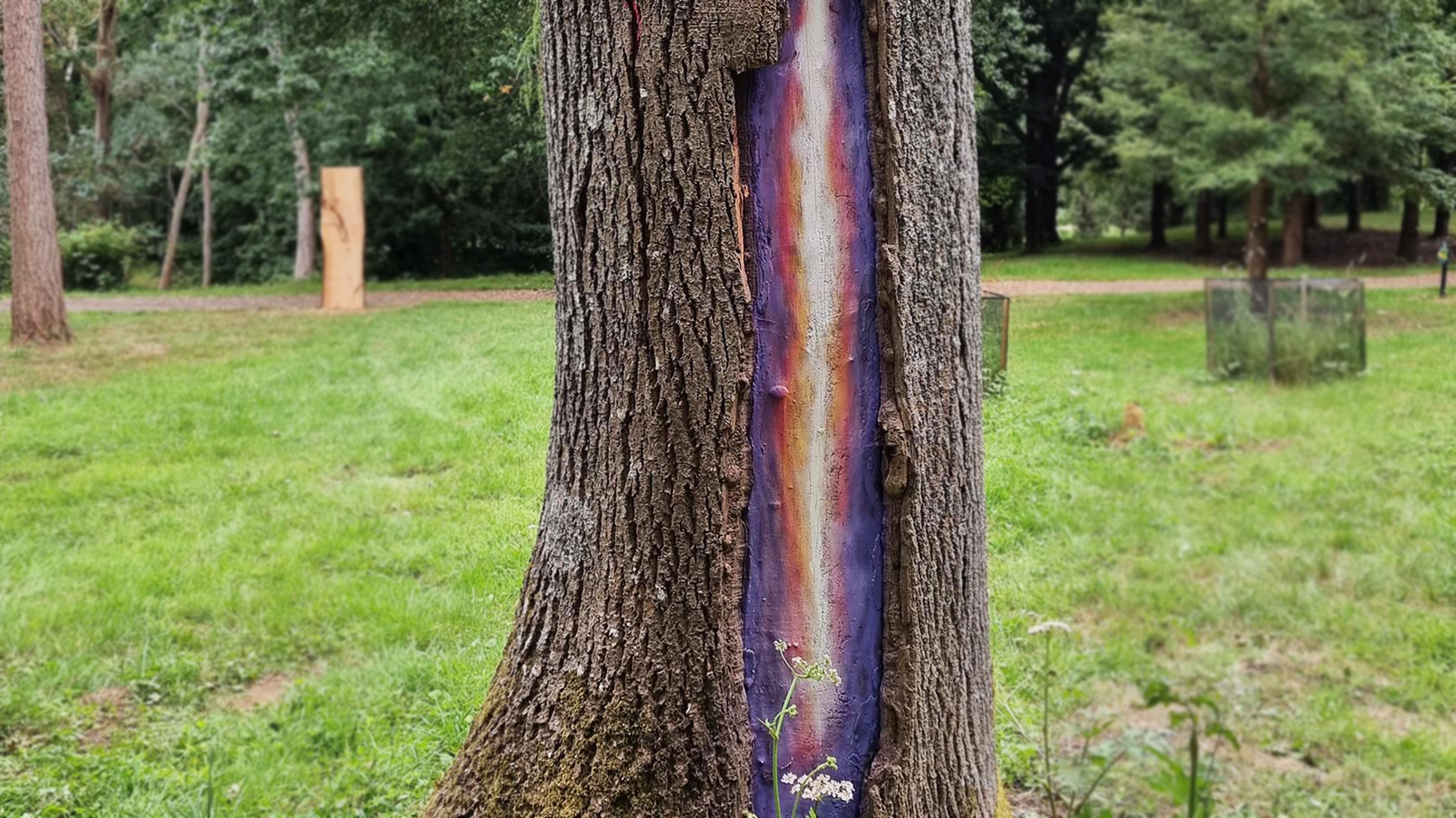 The trunk of an ash tree, with painted colours in a gap between the bark