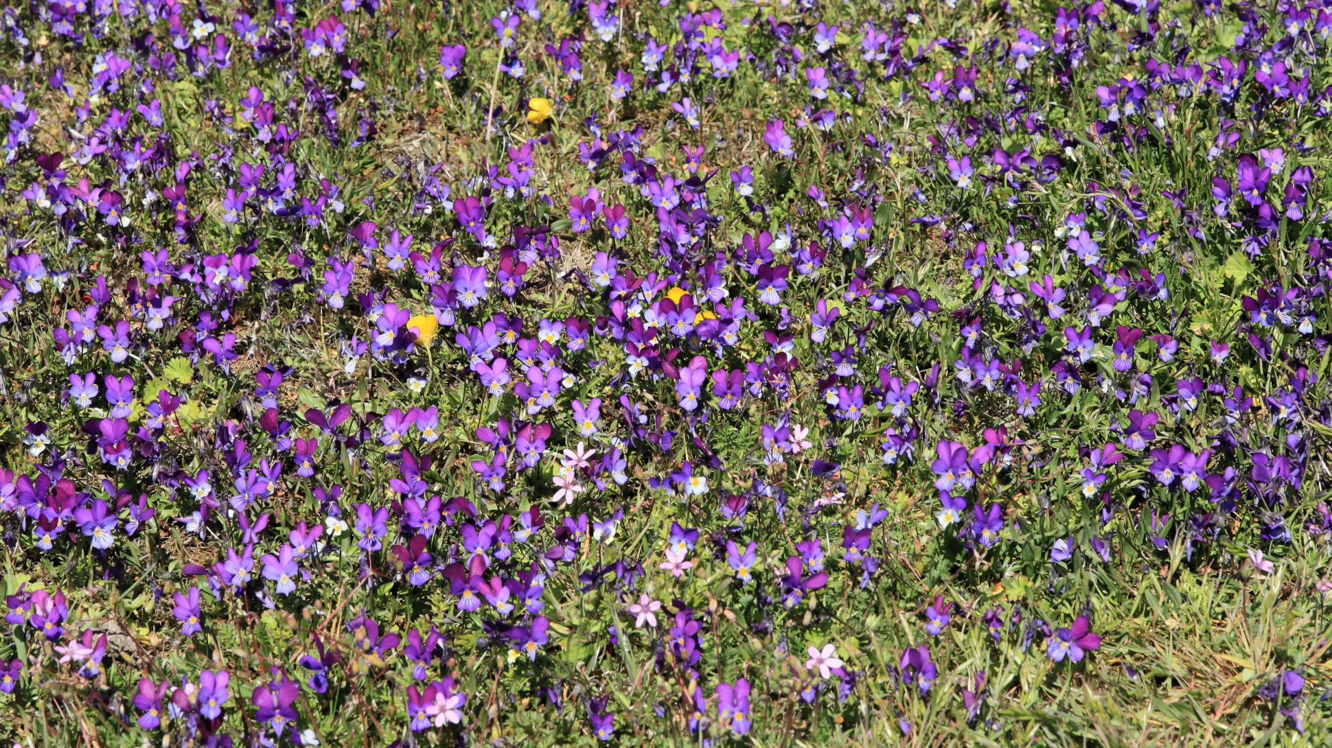 A large number of purple wild pansies growing in a grass field
