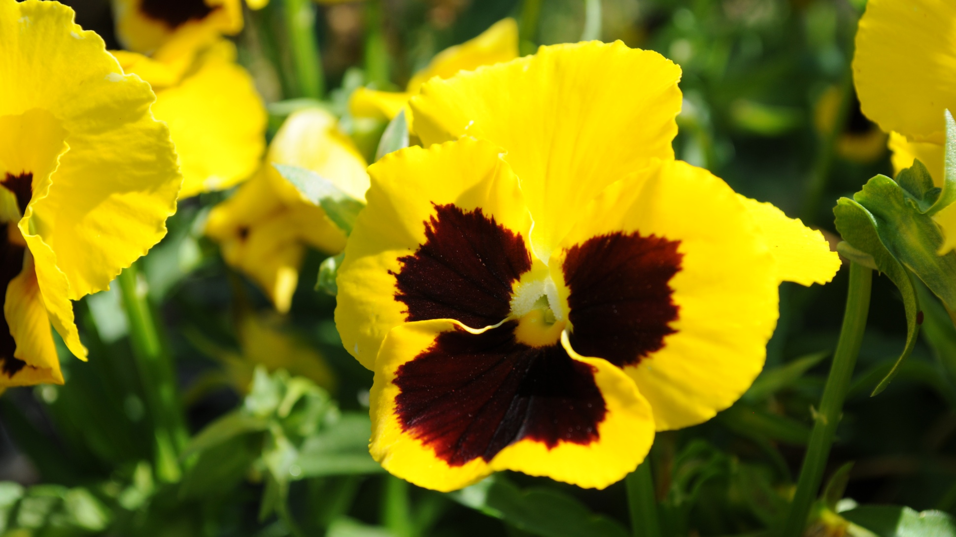 A yellow and brown garden pansy flower