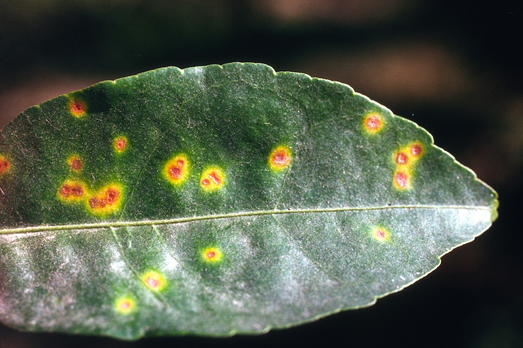 a plant leaf is covered in areas of yellow and red infection