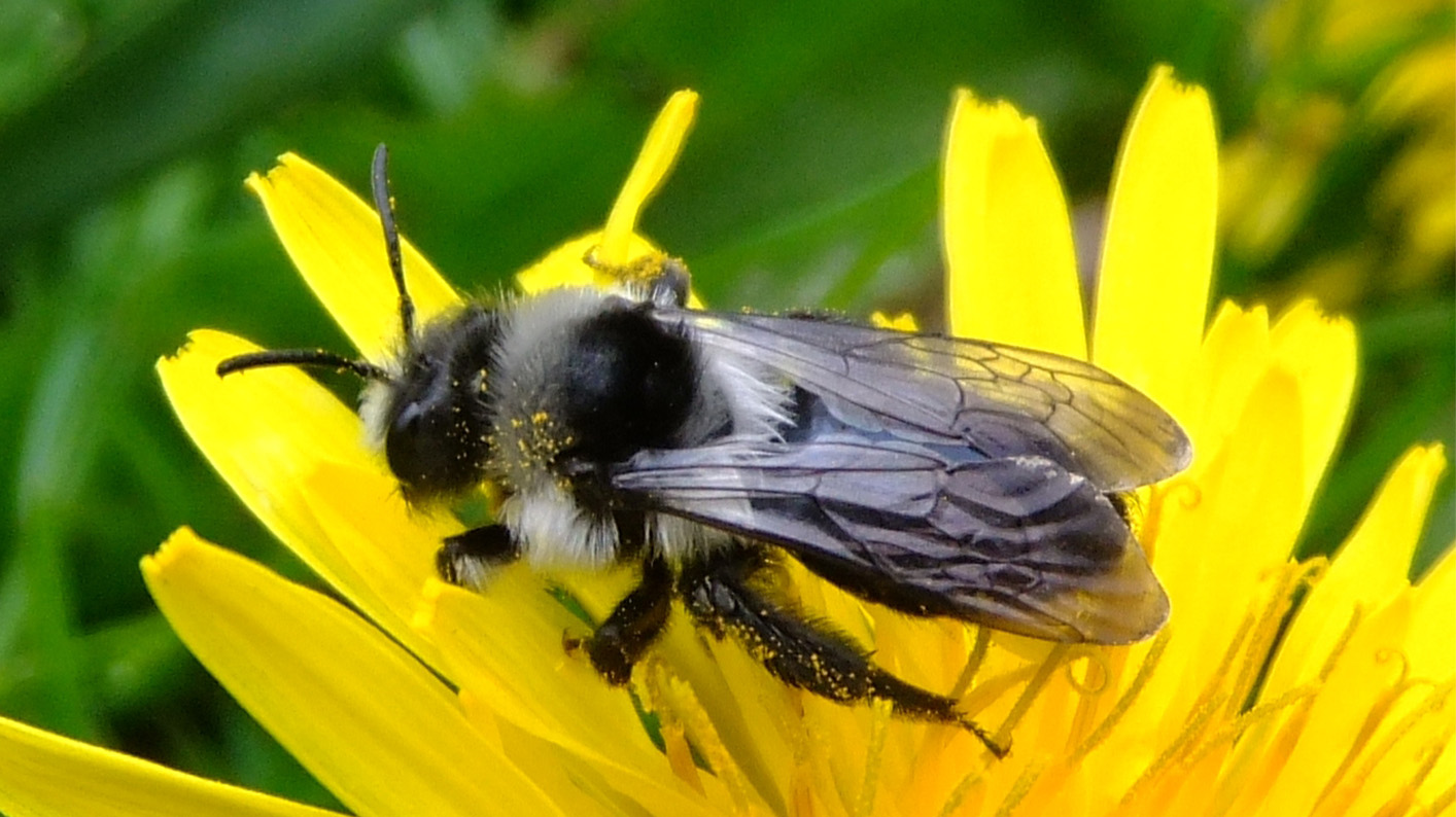 An Ashy Mining Bee, (Andrena cineraria) on a yellow flower.