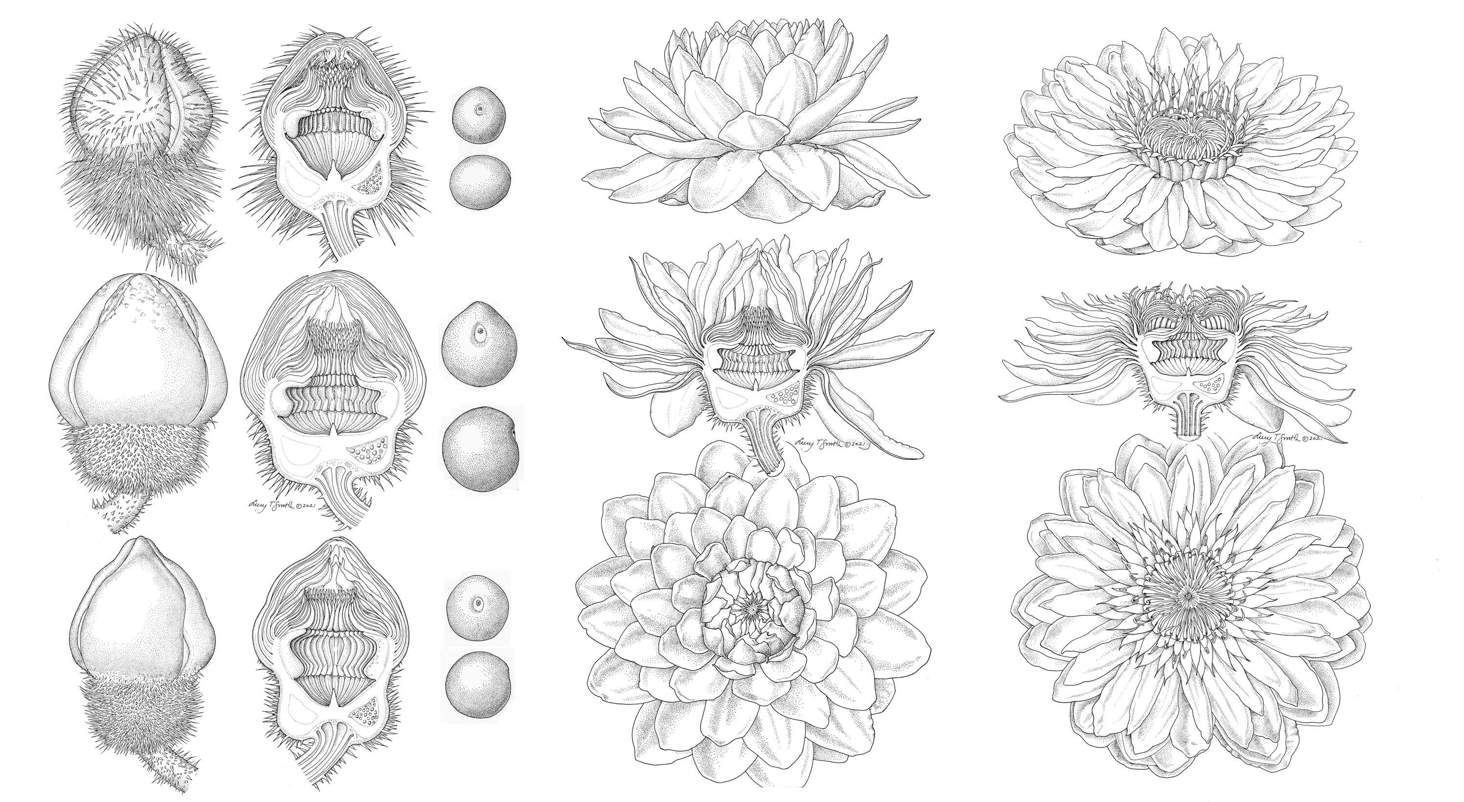 Black and white drawings of buds, flowers and seeds of three species of giant waterlily, showing the differences and comparing cutaway interiors