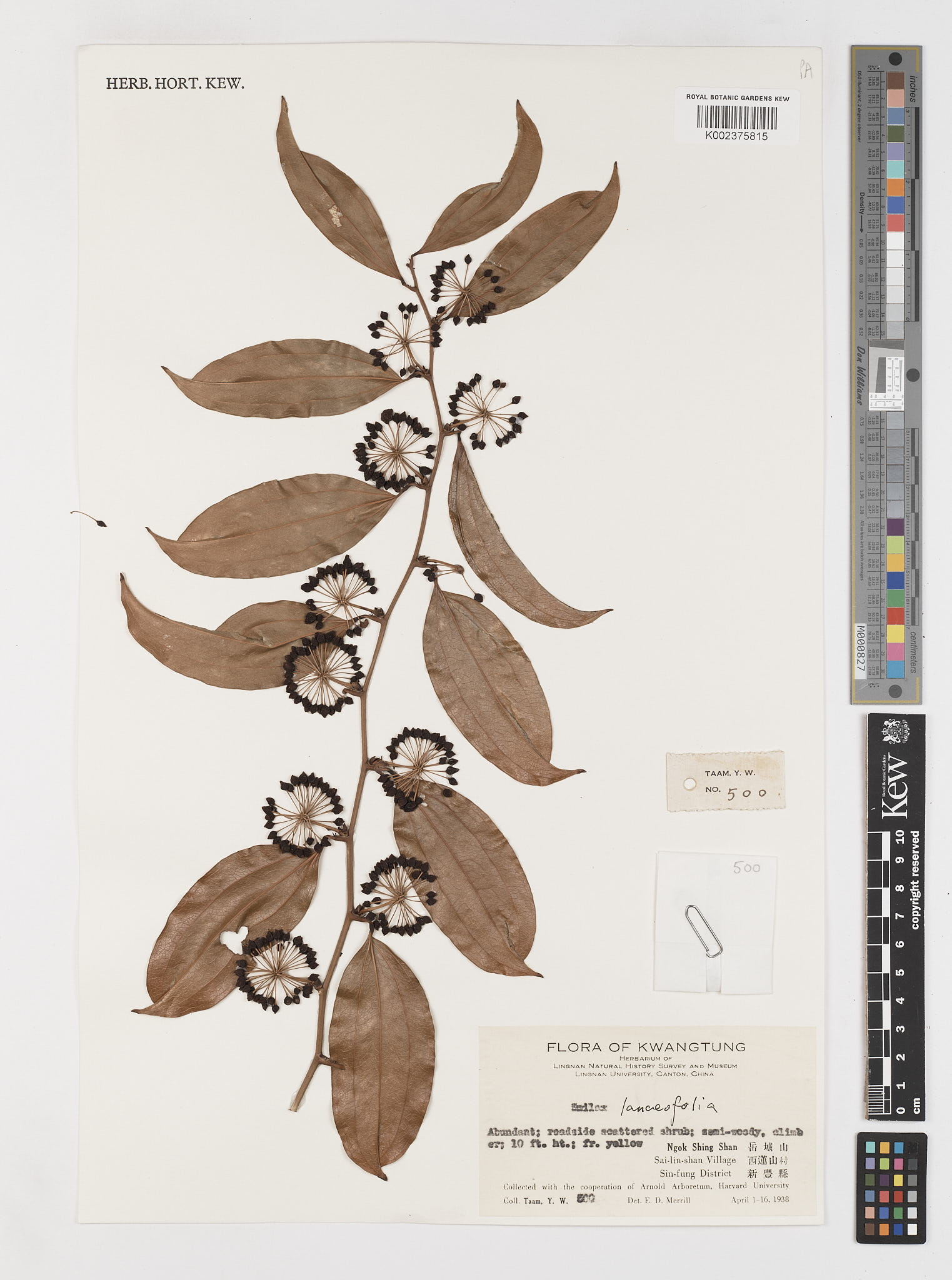 Herbarium specimen showing a dried plant made of leaves and seeds