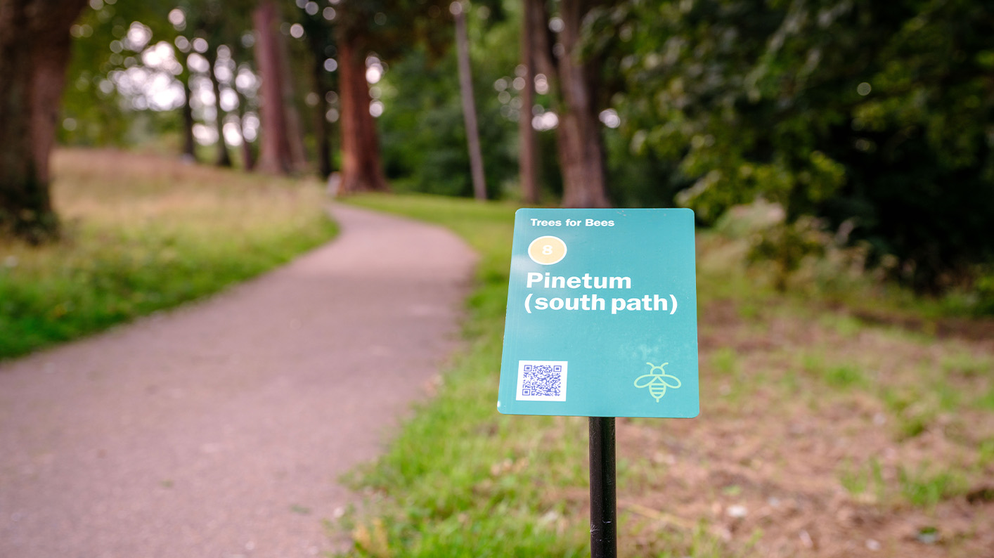 A green metal sign in front of a woodland path reads 'Trees for Bees: Pinetum (south path)