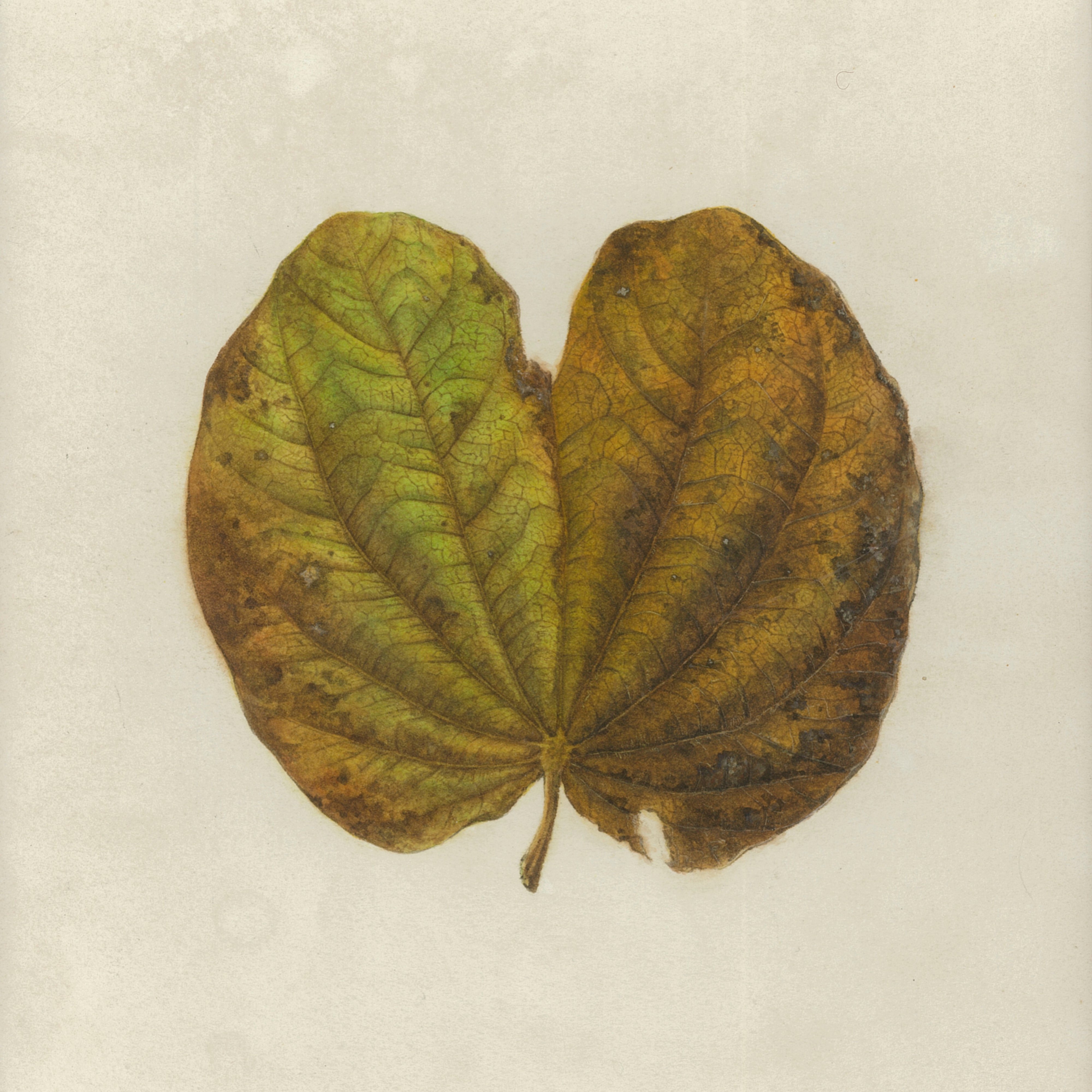 watercolour painting of a partially brown Bauhinia variegata leaf, showing two lobes and fine details of the veins and discolouration