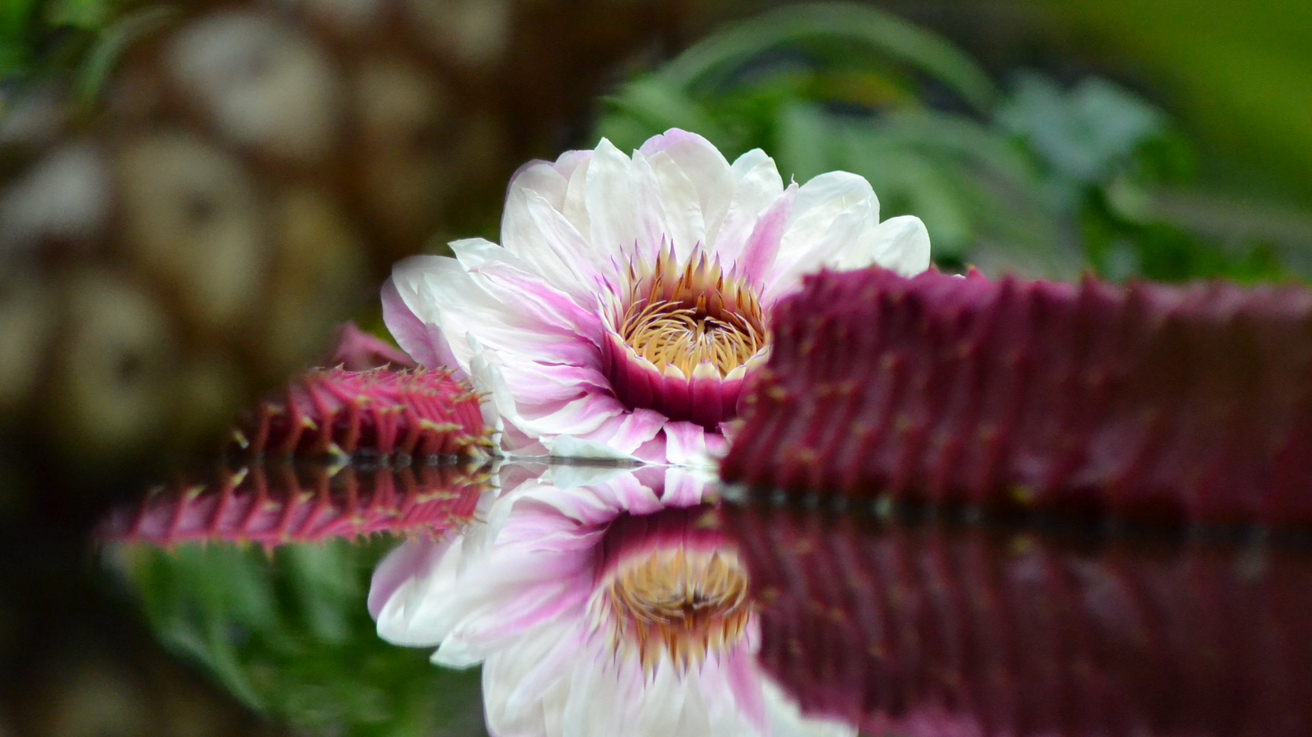 Photo of a large waterlily flower, white with pink centre, floating in a reflective pond
