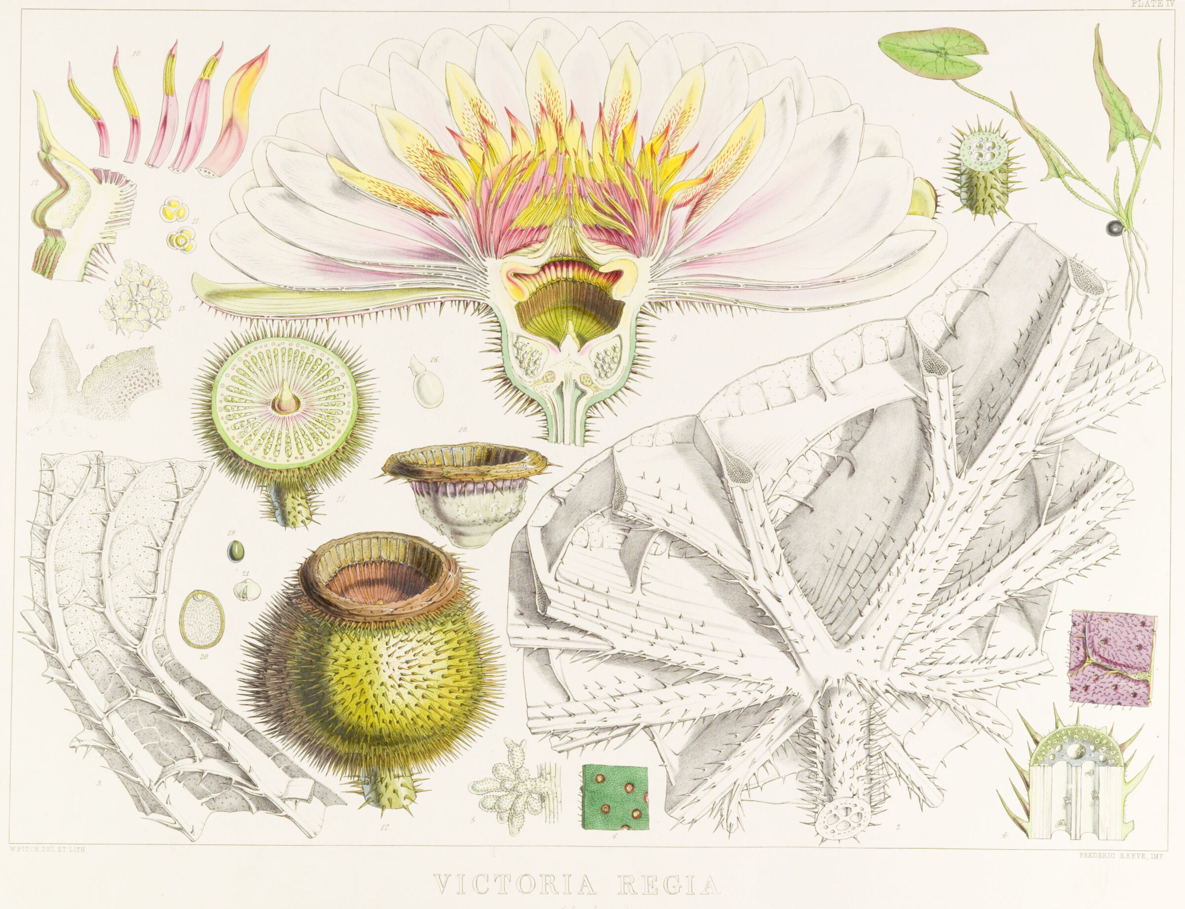 Diagram of dissected parts of a giant Victoria waterlily including flower, bud and leaf