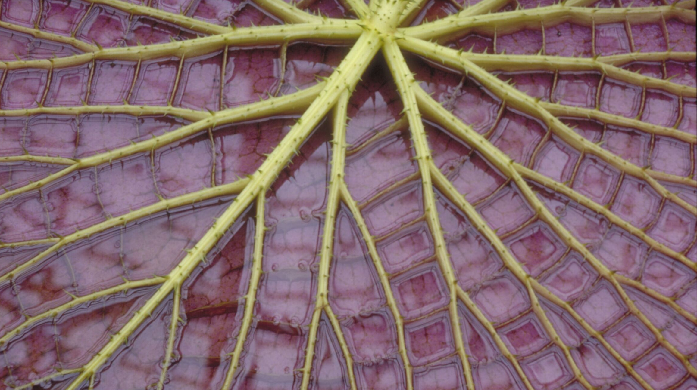 Underside of a giant waterlily leaf, showing bright green veins on a purple surface