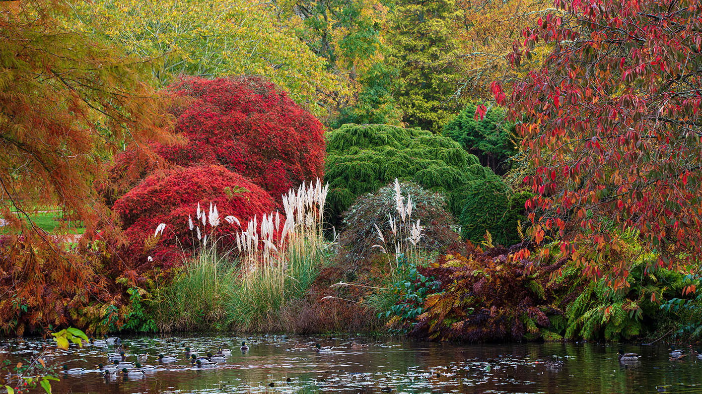Autumnal shrubs and bushes reflect on a pond.
