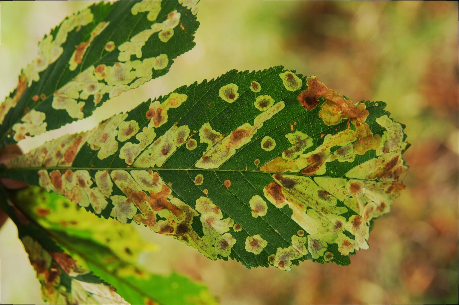 Dark green horse chestnut leaf showing lesions and damage from leaf miner infestation