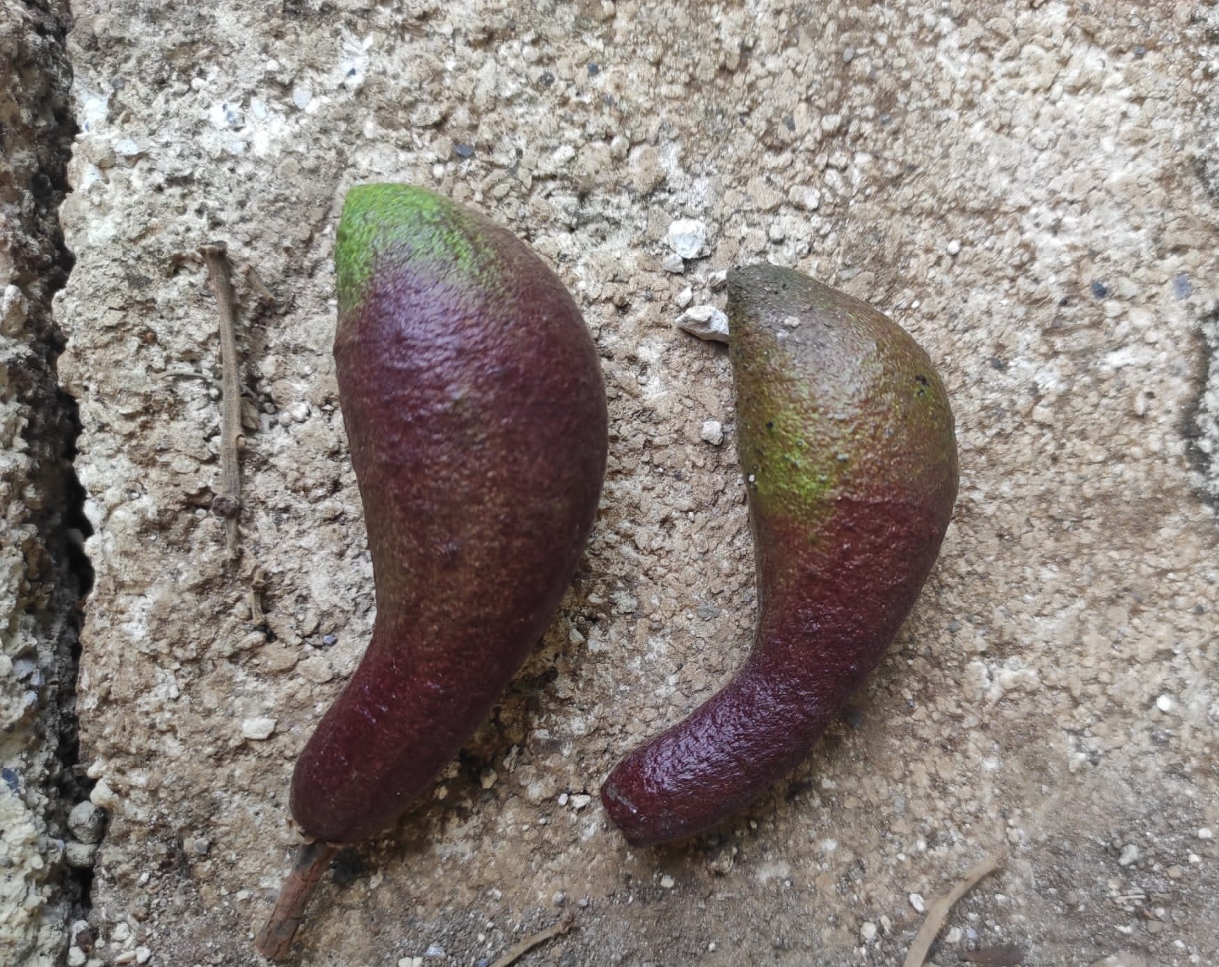 Two wild avocados are curved from the stem and plumpen towards one end