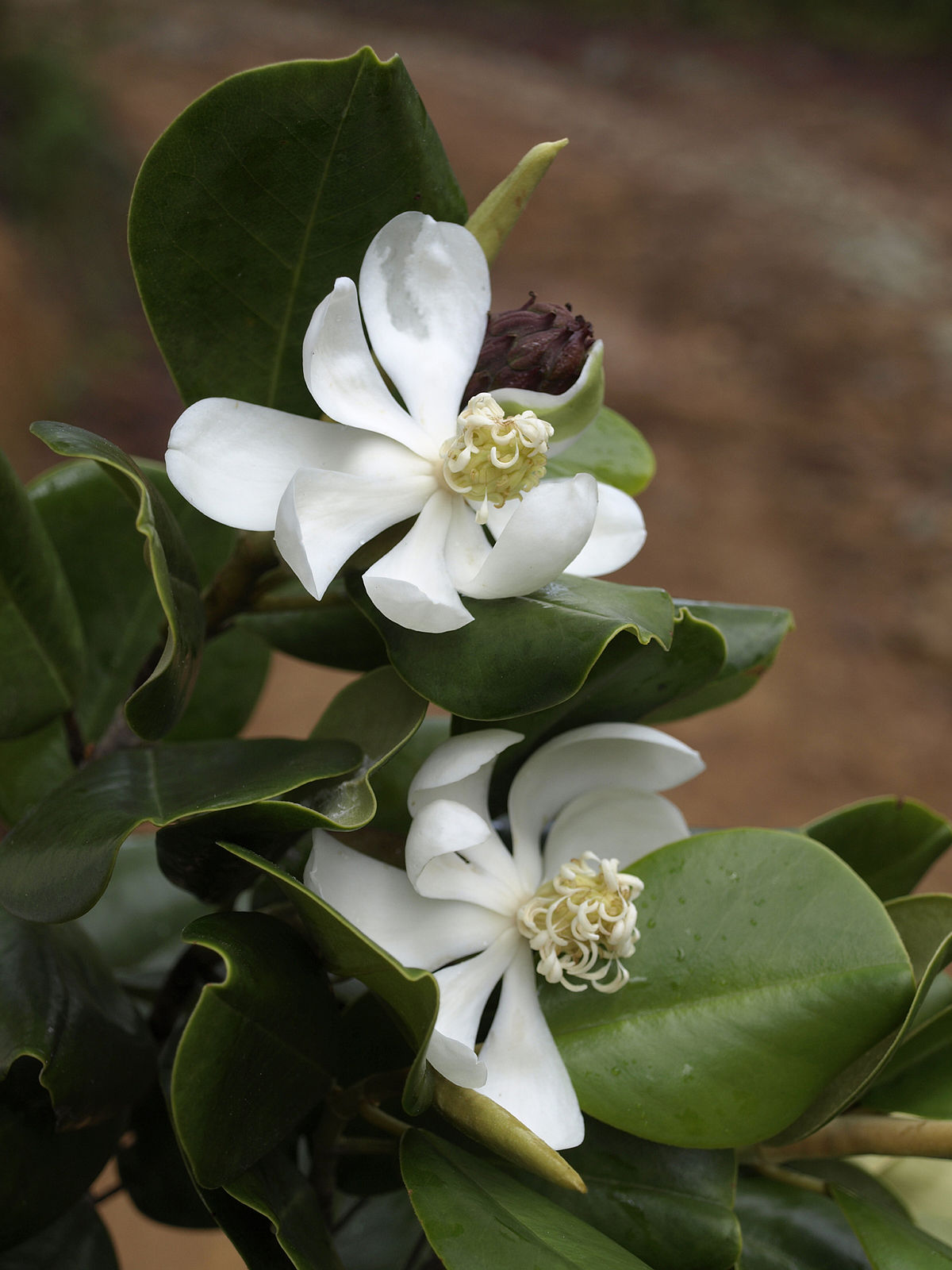 Magnolia pallascens flowers are large with white, oval, curled petals surrounding a large reproductive area.