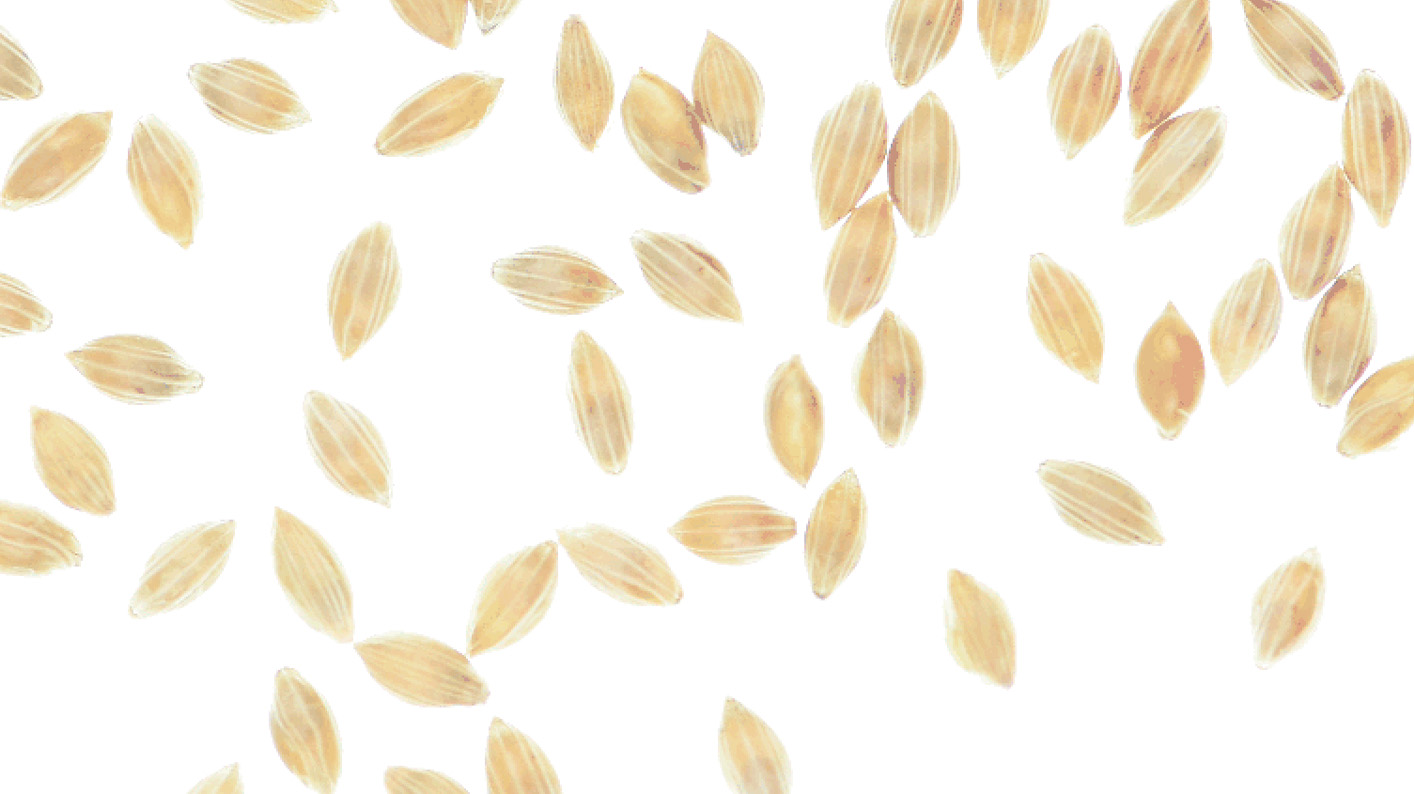 Several fonio seeds 