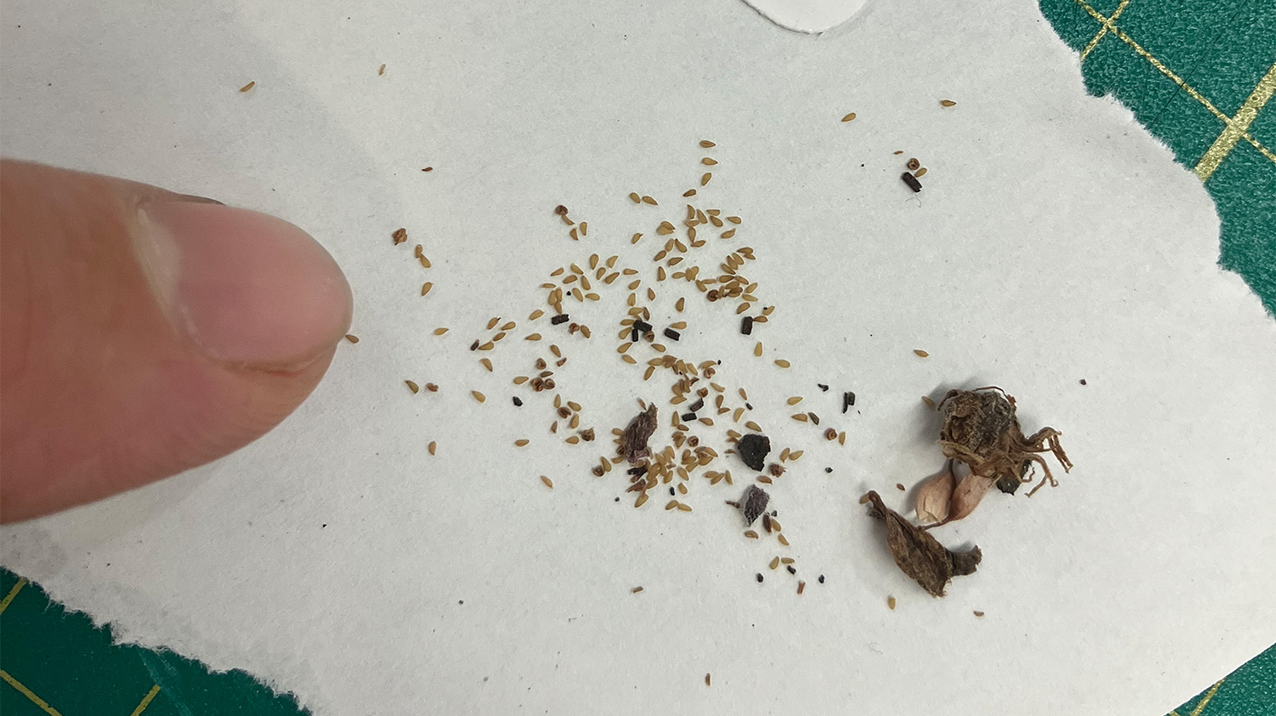 A finger next to tiny Mountain houseleek seeds