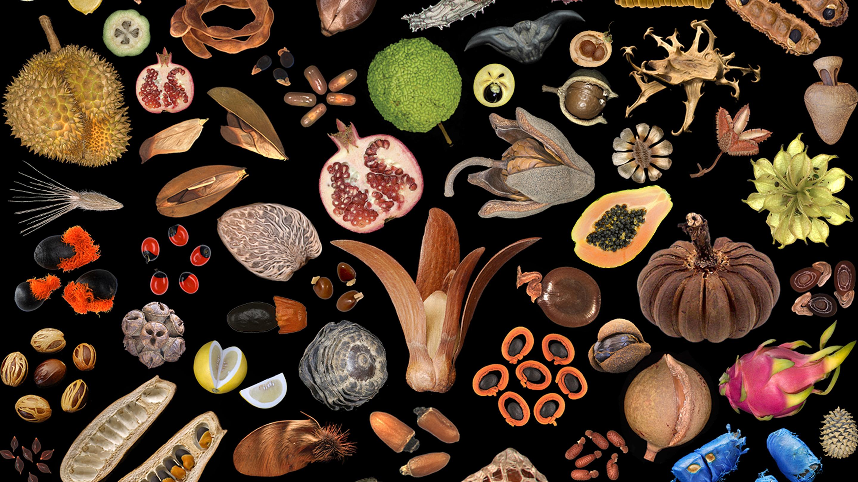 An artist display of seeds and fruit against a black background