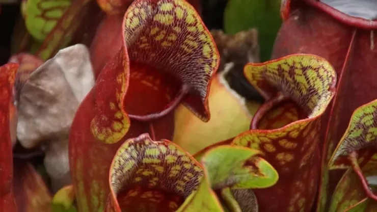 Purple pitcher plant 