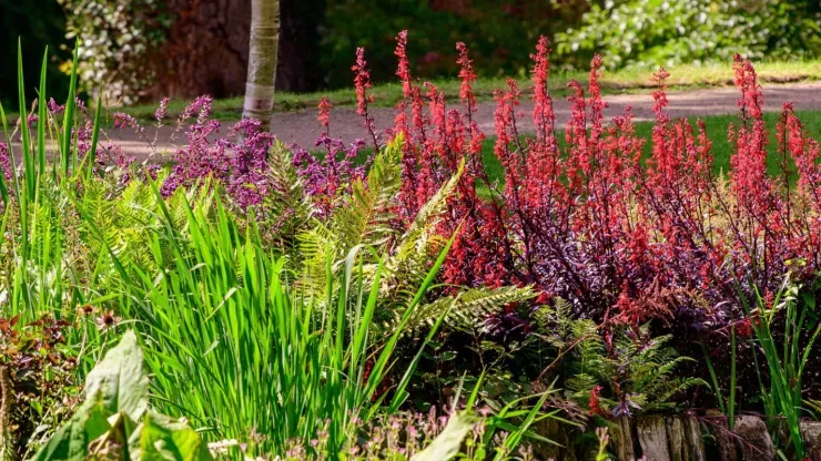 A colourful bog garden at Wakehurst
