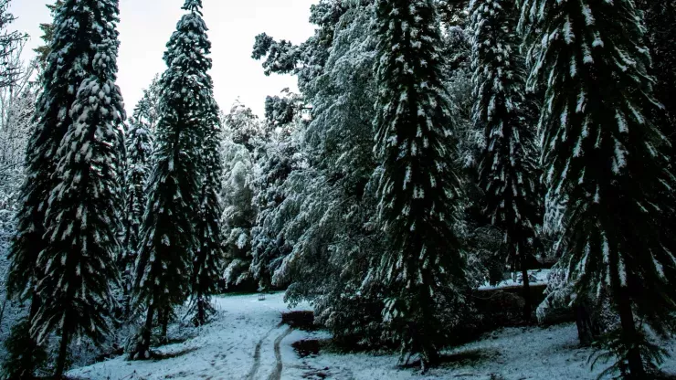 A pine woodland in winter covered in snow