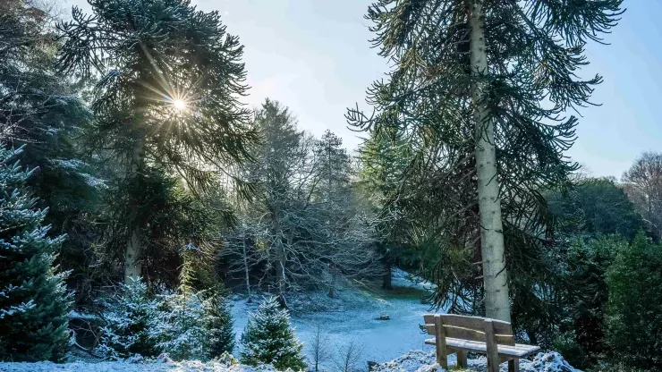 Wintery landscape at Wakehurst with pine trees and a bench overlooking the view