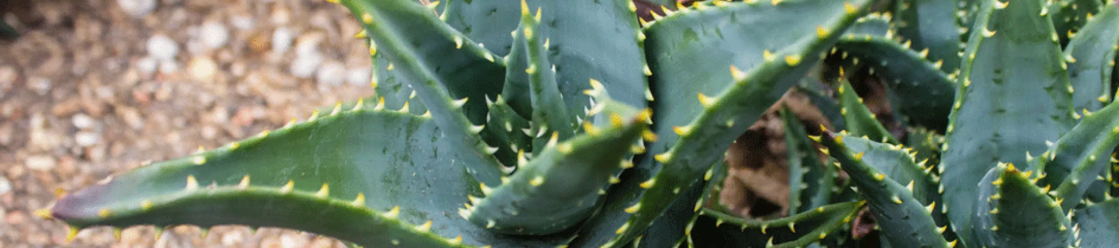  Aloe mitriformis