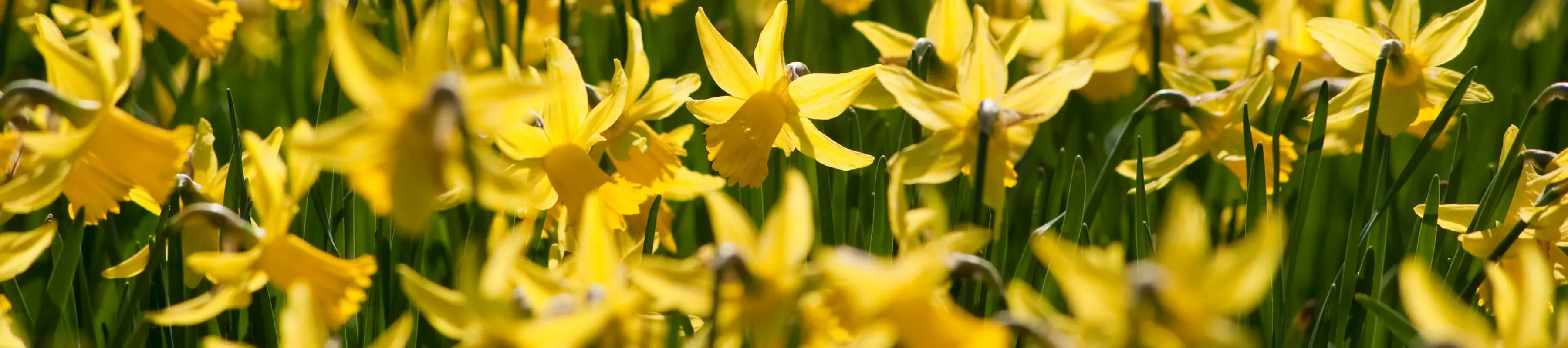 Daffodils, Andrew McRobb / RBG Kew 