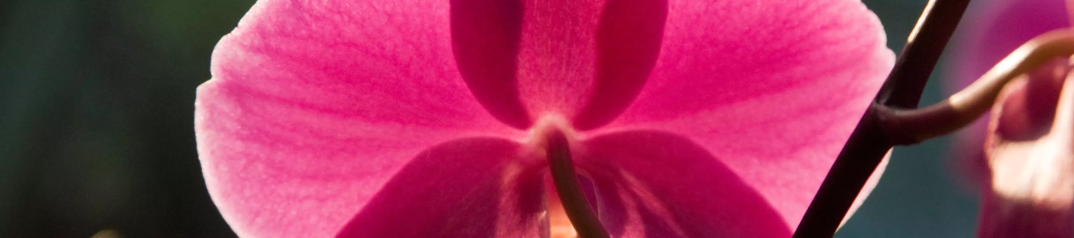 Orchid, RBG Kew 