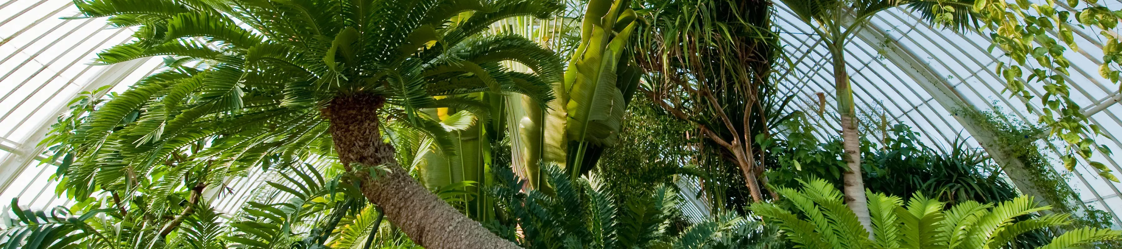 The Eastern Cape giant cycad (Encephalartos altensteinii) in the Palm House