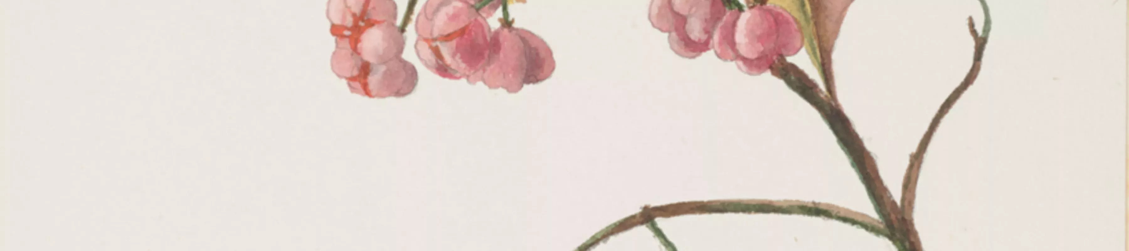 A watercolour of Euonymus europaeus (European spindle) by Mary Anne Stebbing (c1845 –1927)