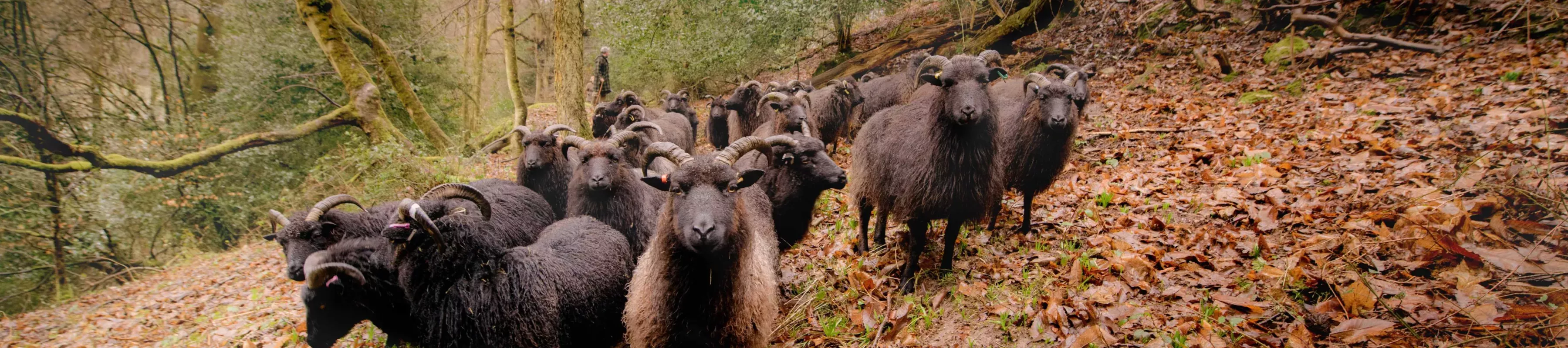 Sheep roam at Wakehurst