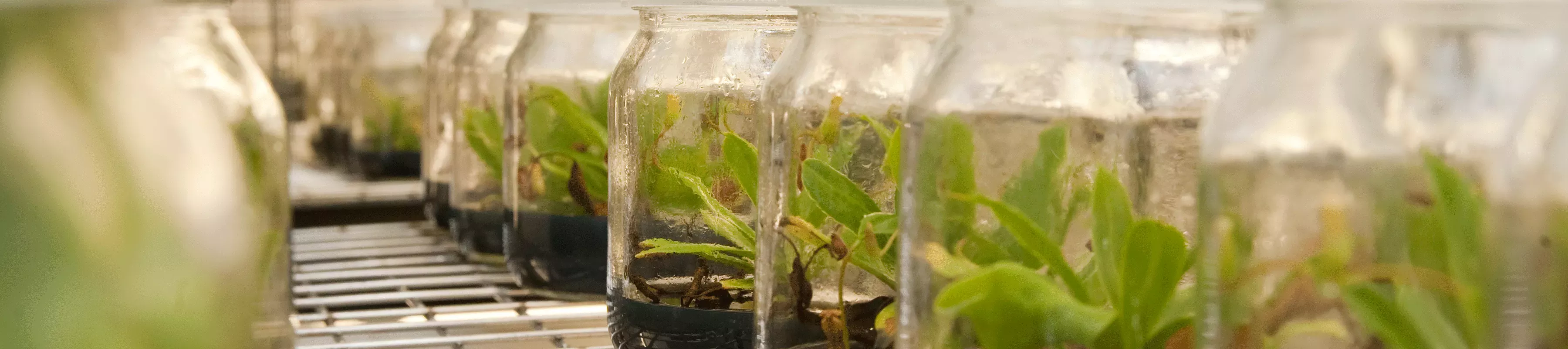 Plants propagated in jars in vitro