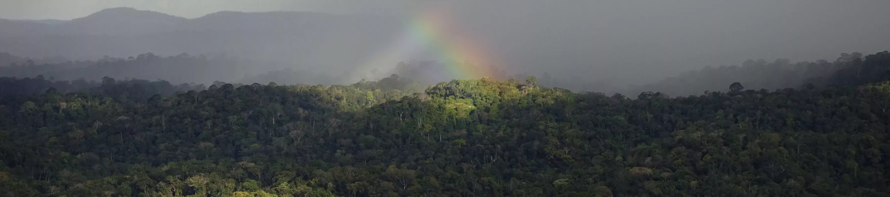 Rainbow over tropical forest